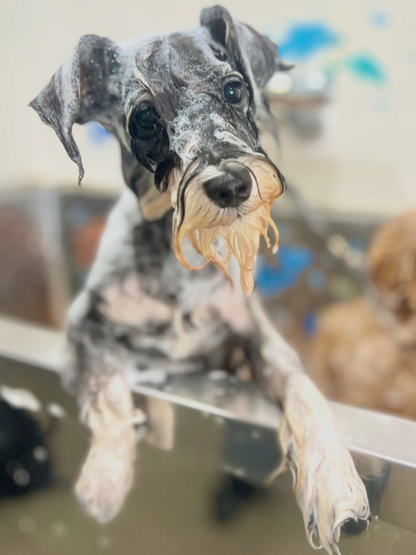 来店いただいた、シュナウザーのルナちゃんです🐶✨