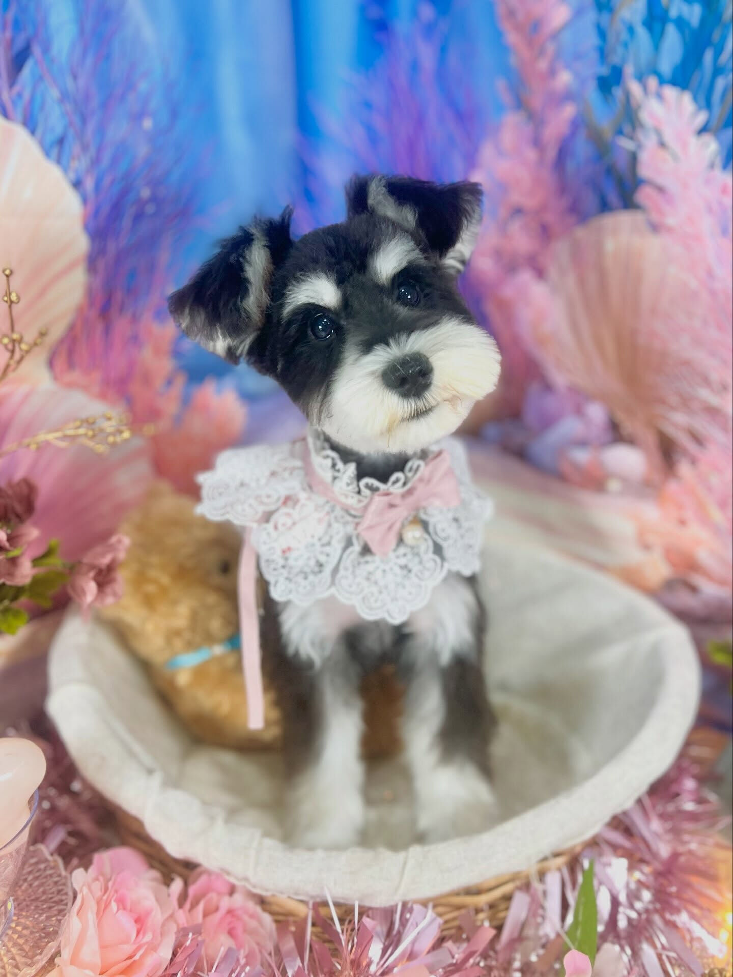 来店いただいた、シュナウザーのルナちゃんです🐶✨