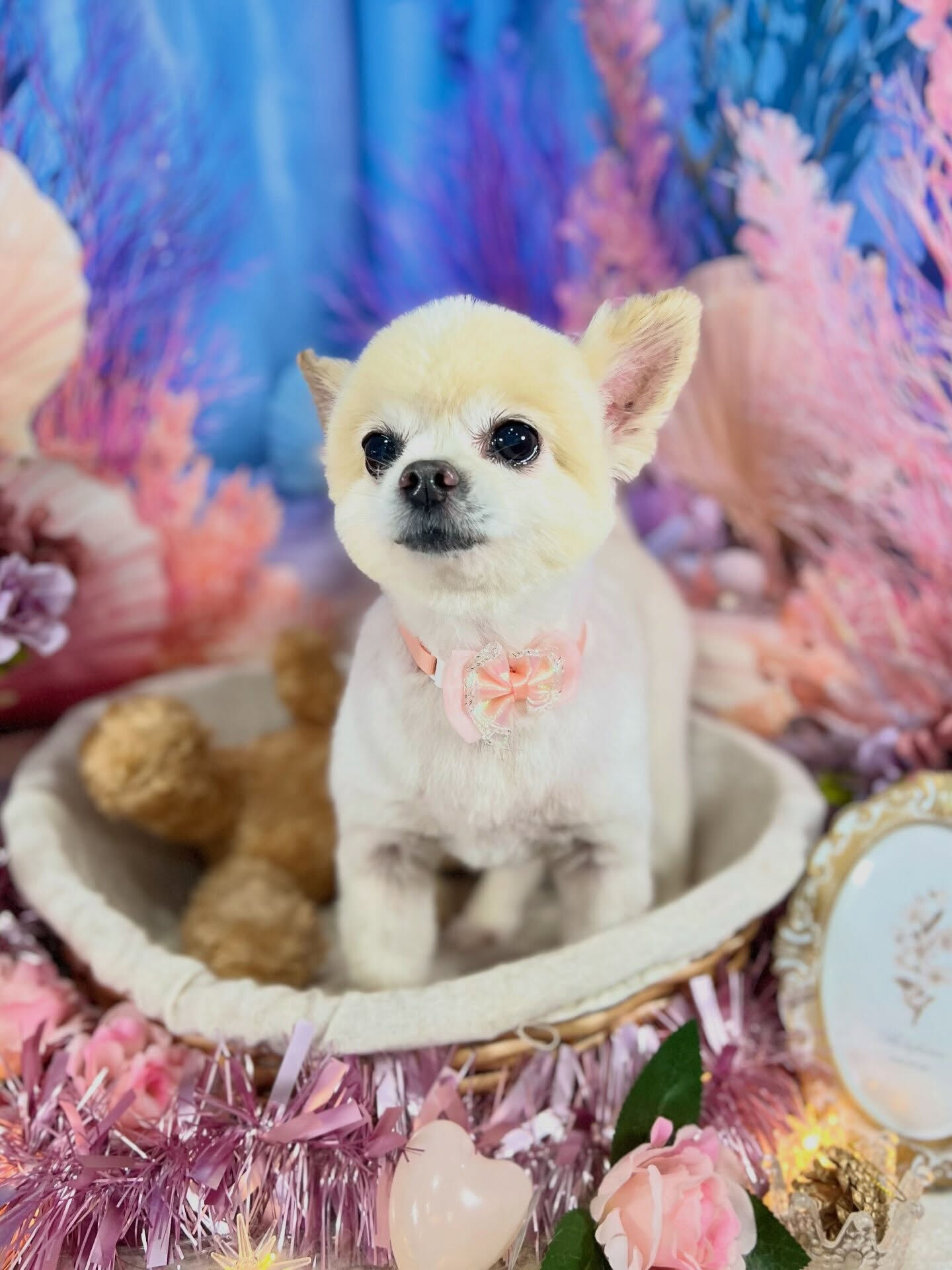 来店いただいた、ポメラニアンのマルちゃんです🐶✨