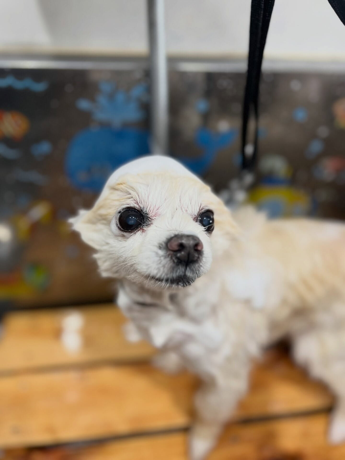 来店いただいた、ポメラニアンのマルちゃんです🐶✨
