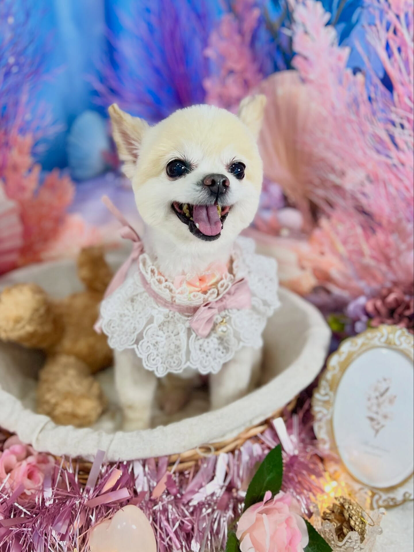 来店いただいた、ポメラニアンのマルちゃんです🐶✨
