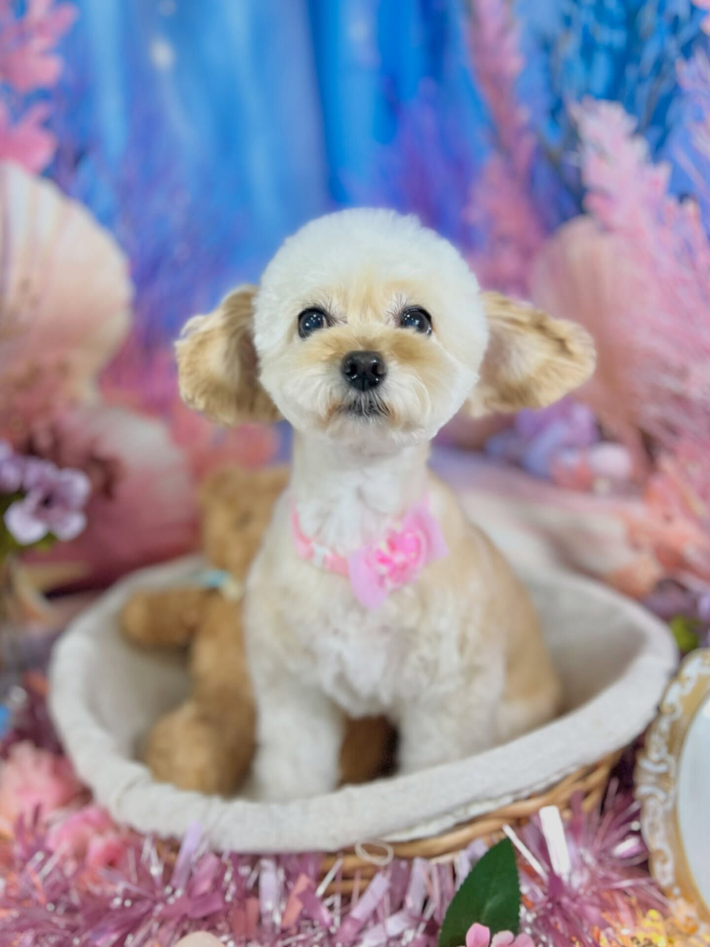 来店いただいた、チワプーのハナちゃんです🐶✨