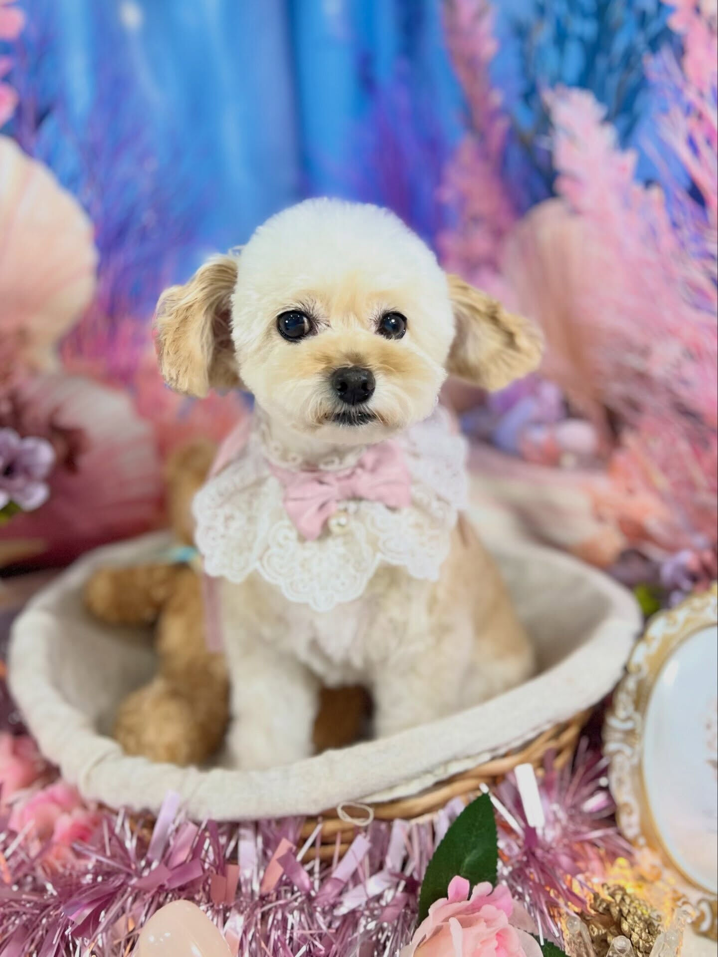 来店いただいた、チワプーのハナちゃんです🐶✨