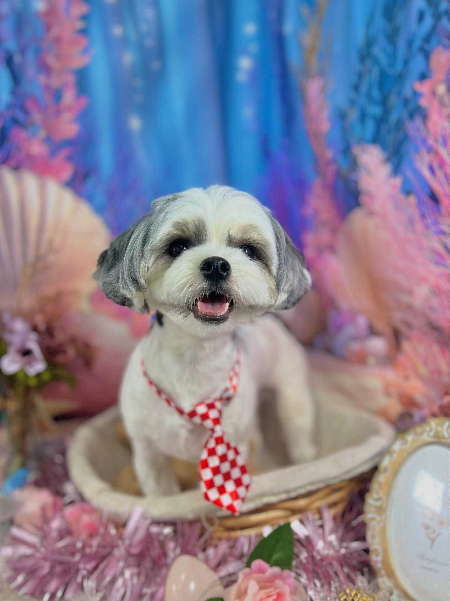 来店いただいた、マルシーズーのおこげくんです🐶✨
