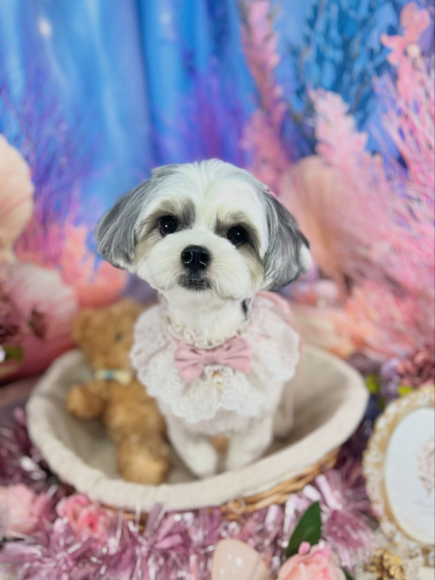 来店いただいた、マルシーズーのおこげくんです🐶✨
