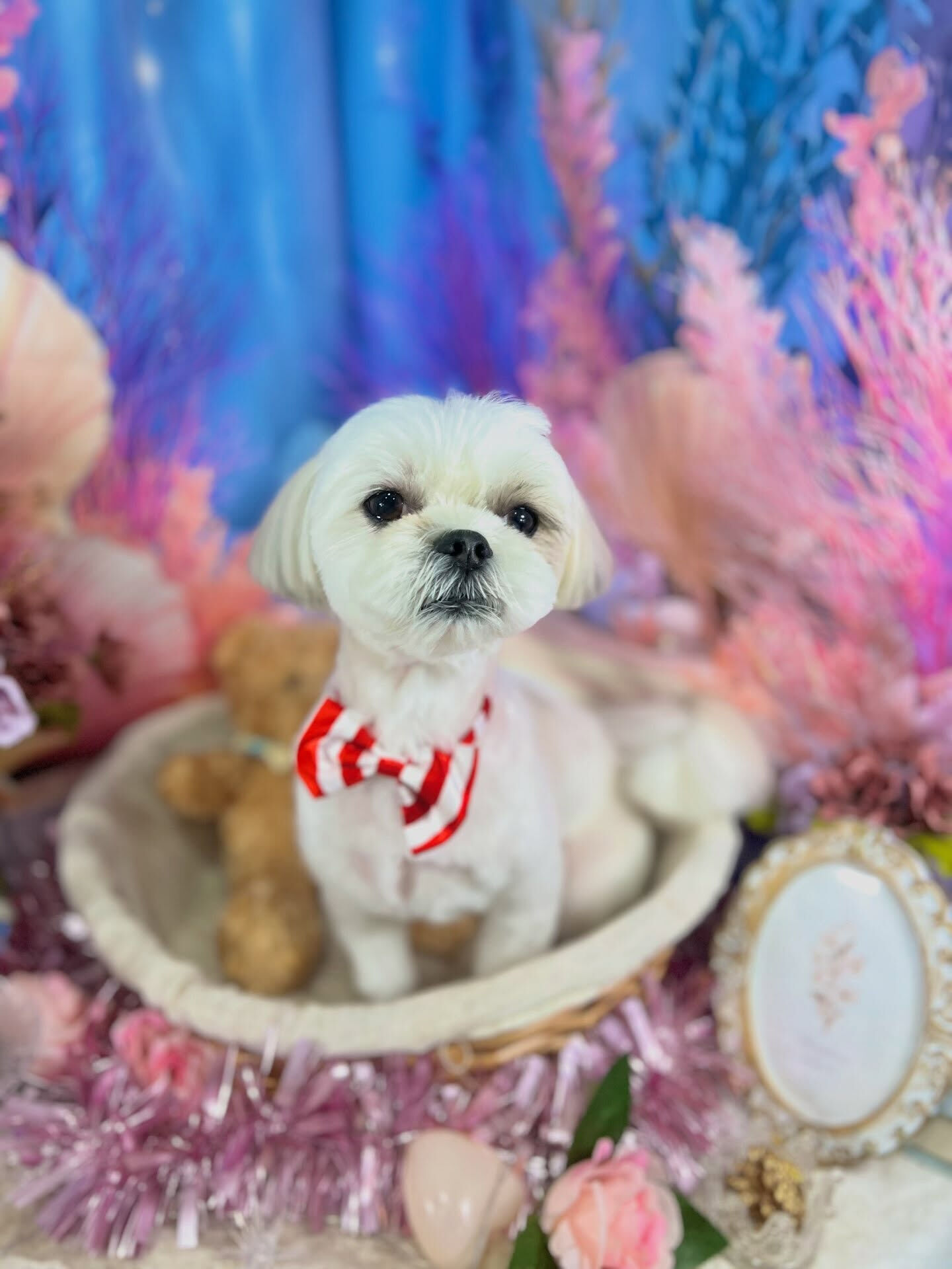 来店いただいた、マルシーズーのわたげくんです🐶✨