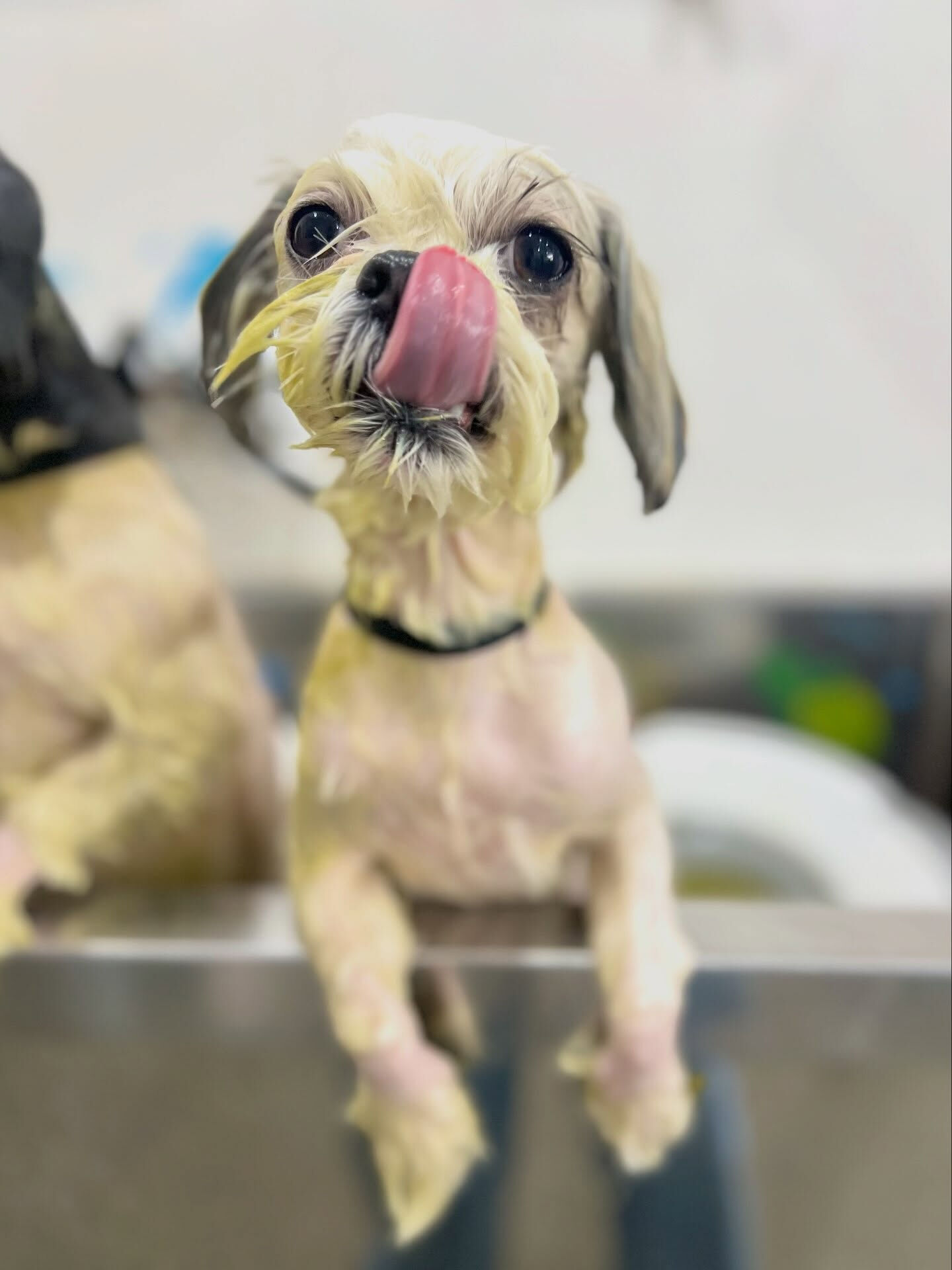 来店いただいた、マルシーズーのわたげくんです🐶✨