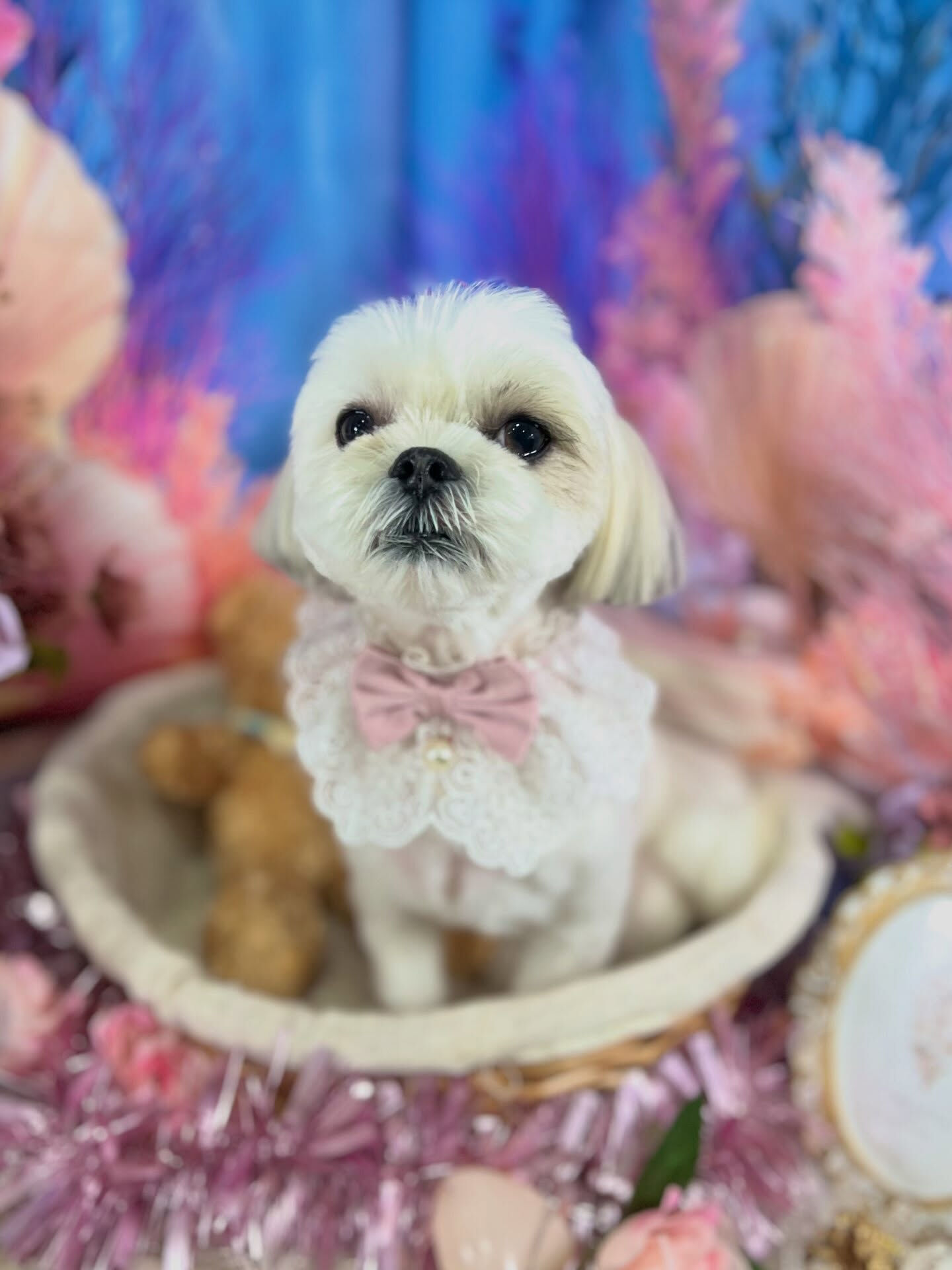 来店いただいた、マルシーズーのわたげくんです🐶✨