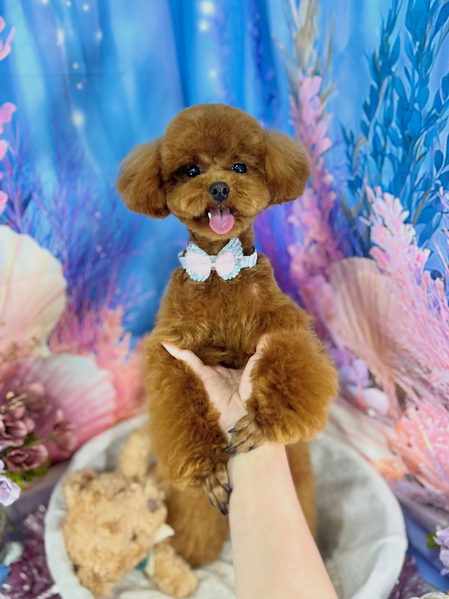 来店いただいた、プードルの琥太郎くんです🐶✨