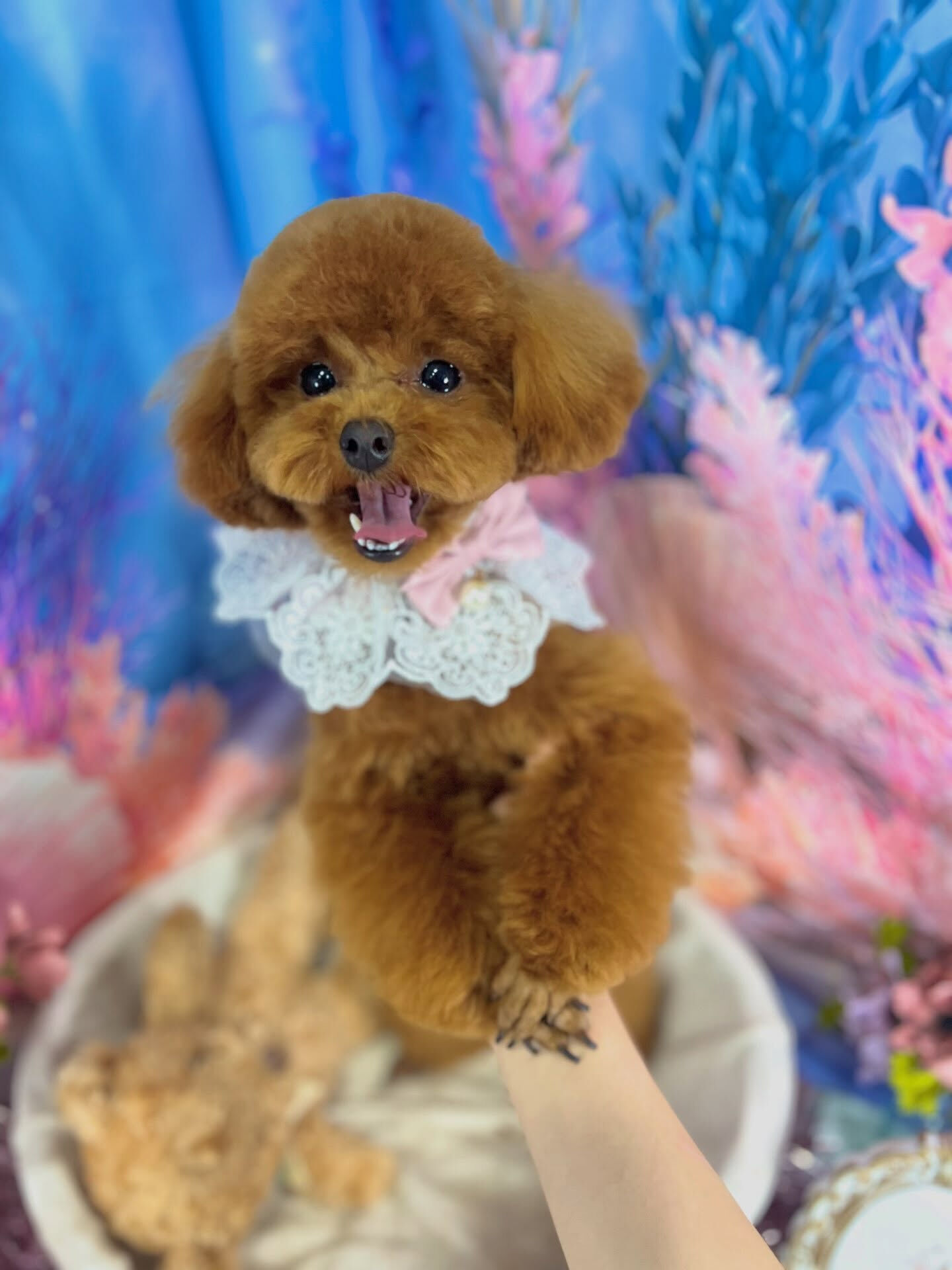 来店いただいた、プードルの琥太郎くんです🐶✨
