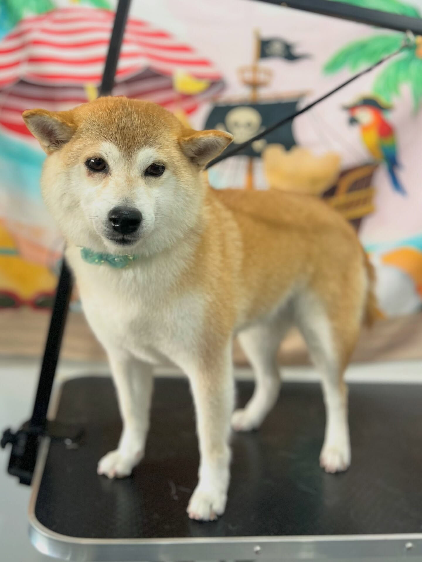 来店いただいた、柴犬のモモちゃんです🐶✨