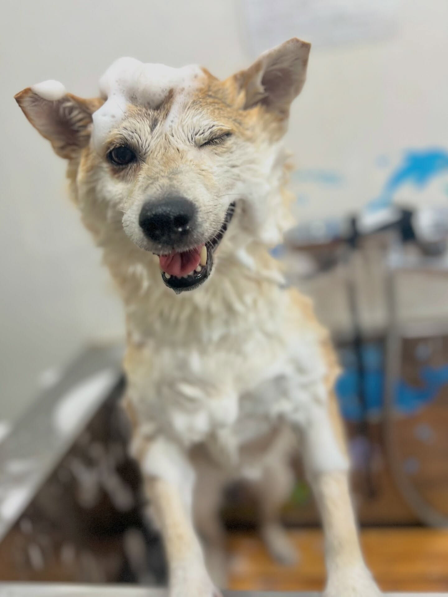 来店いただいた、柴犬のモモちゃんです🐶✨