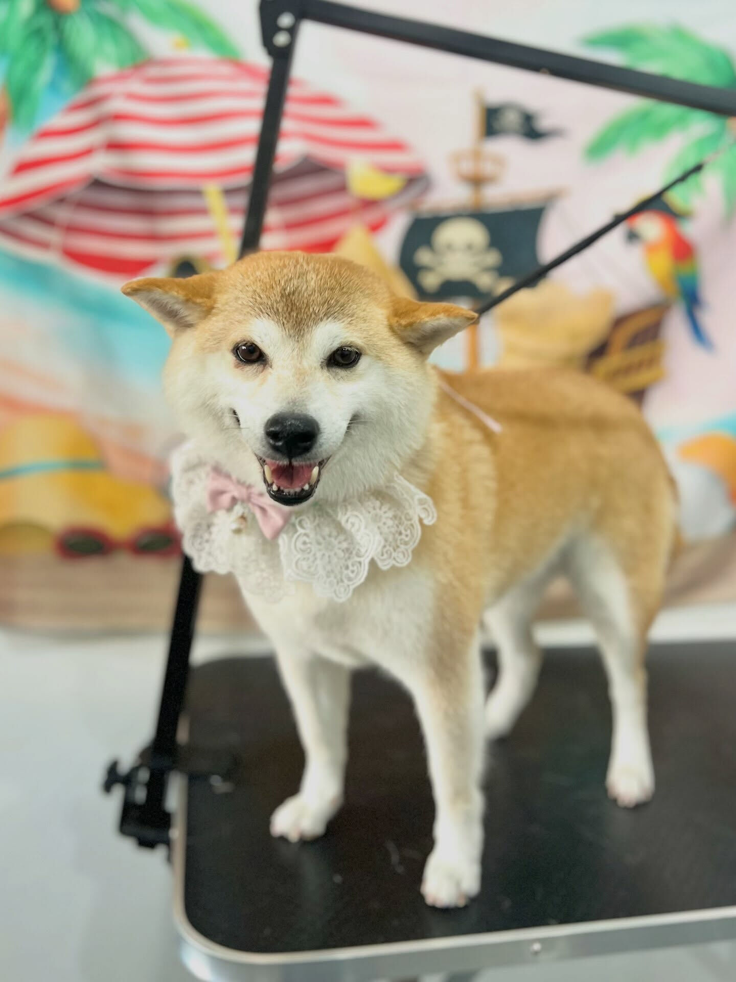 来店いただいた、柴犬のモモちゃんです🐶✨