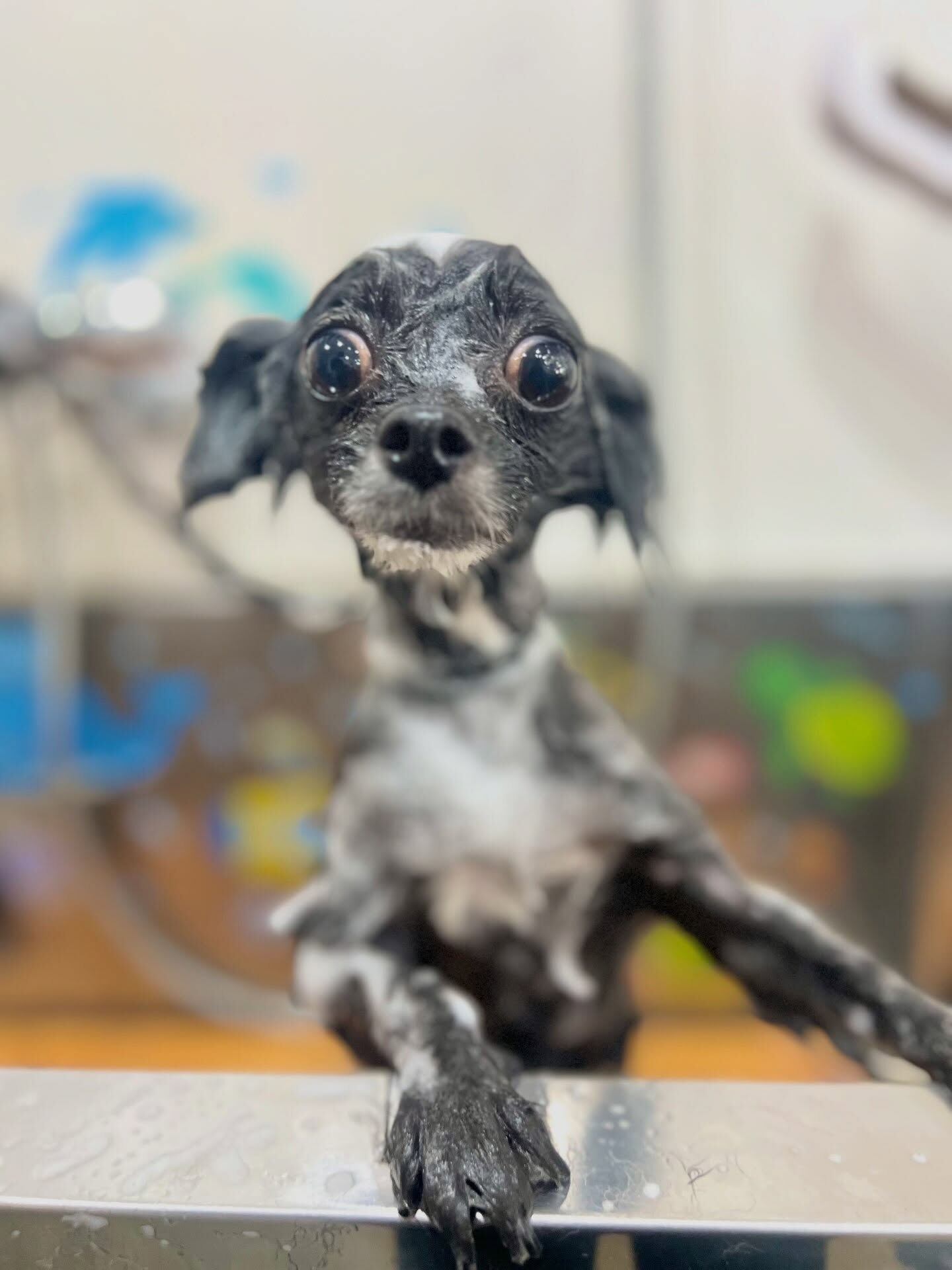 来店いただいた、マルチワのこむぎちゃんです🐶✨