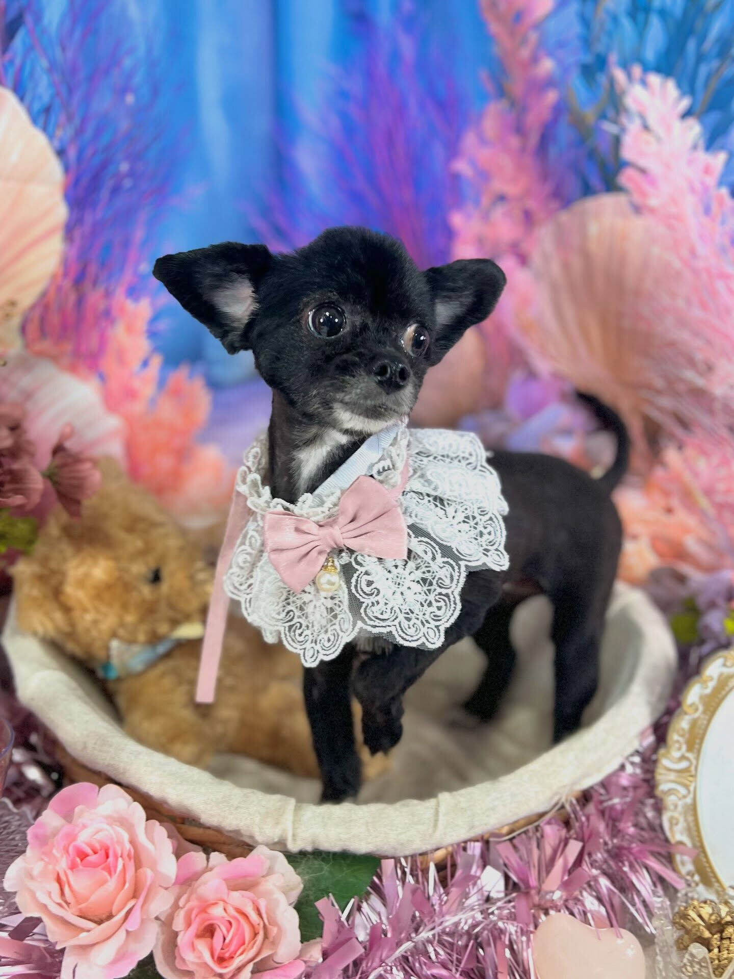 来店いただいた、マルチワのこむぎちゃんです🐶✨