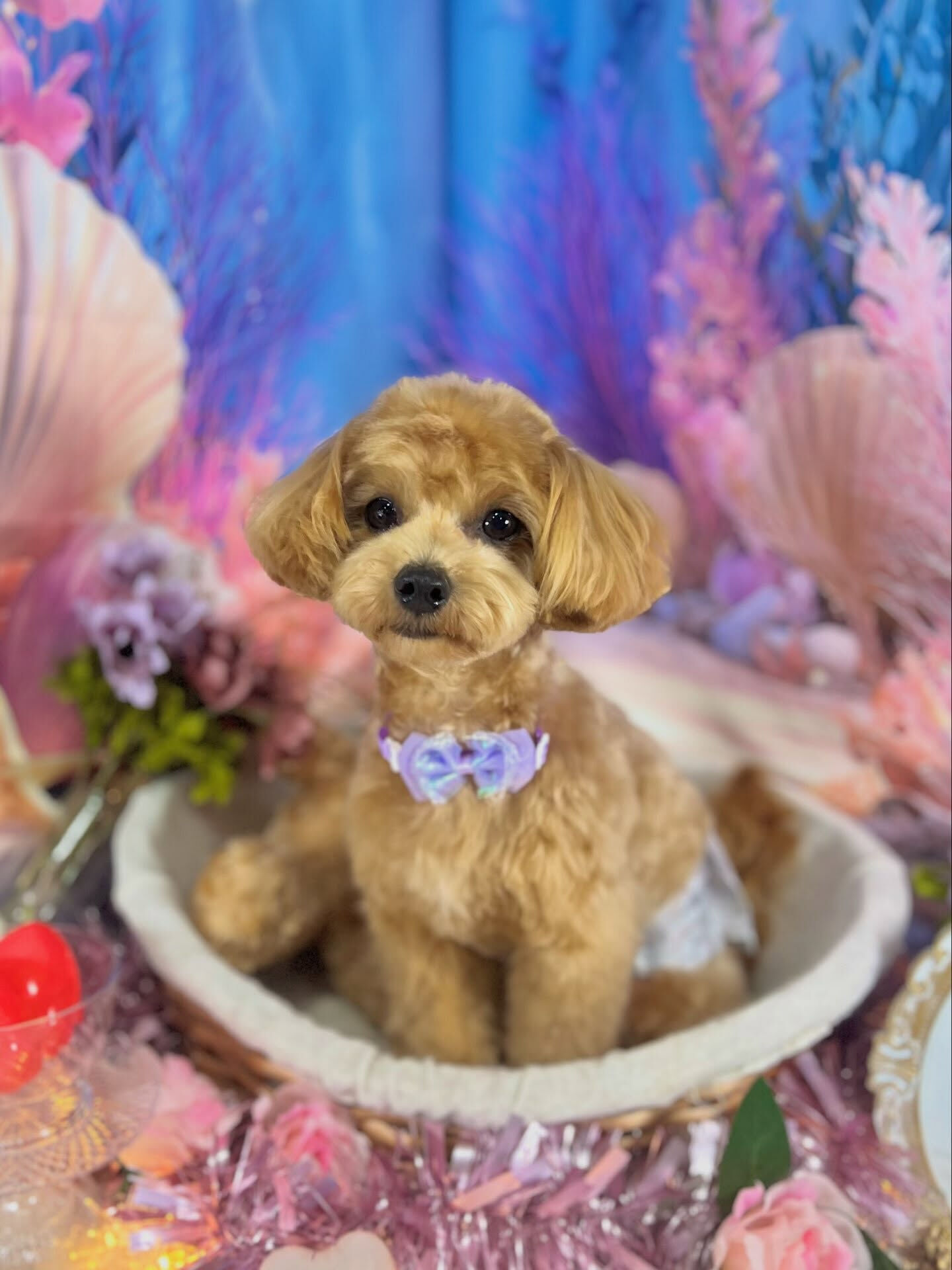 来店いただいた、マルプーのロアくんです🐶✨