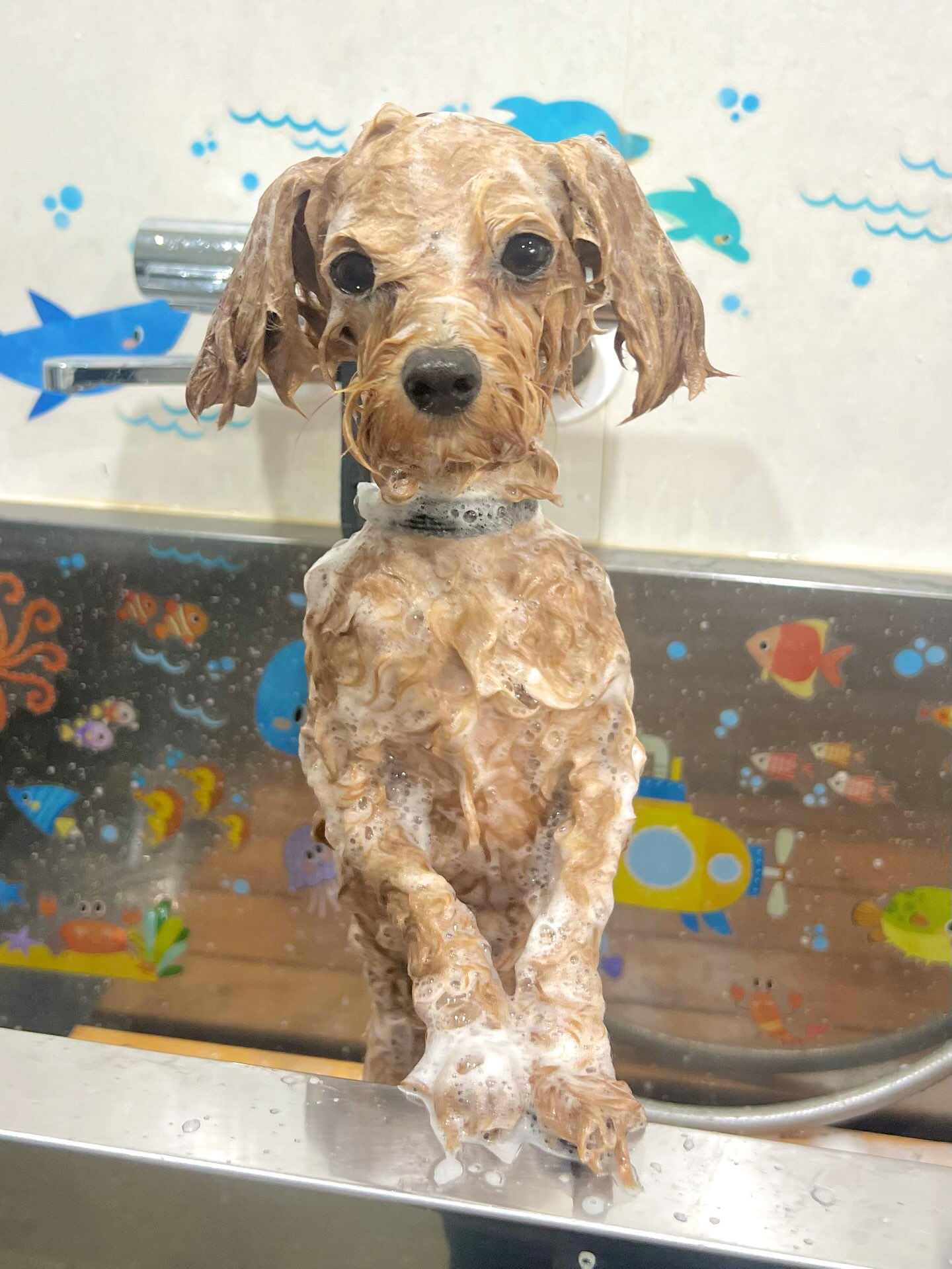 来店いただいた、マルプーのロアくんです🐶✨