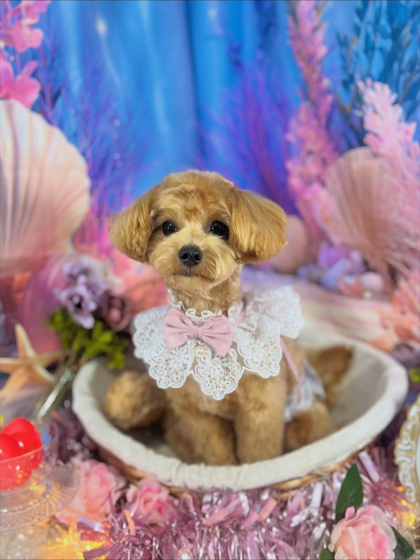 来店いただいた、マルプーのロアくんです🐶✨