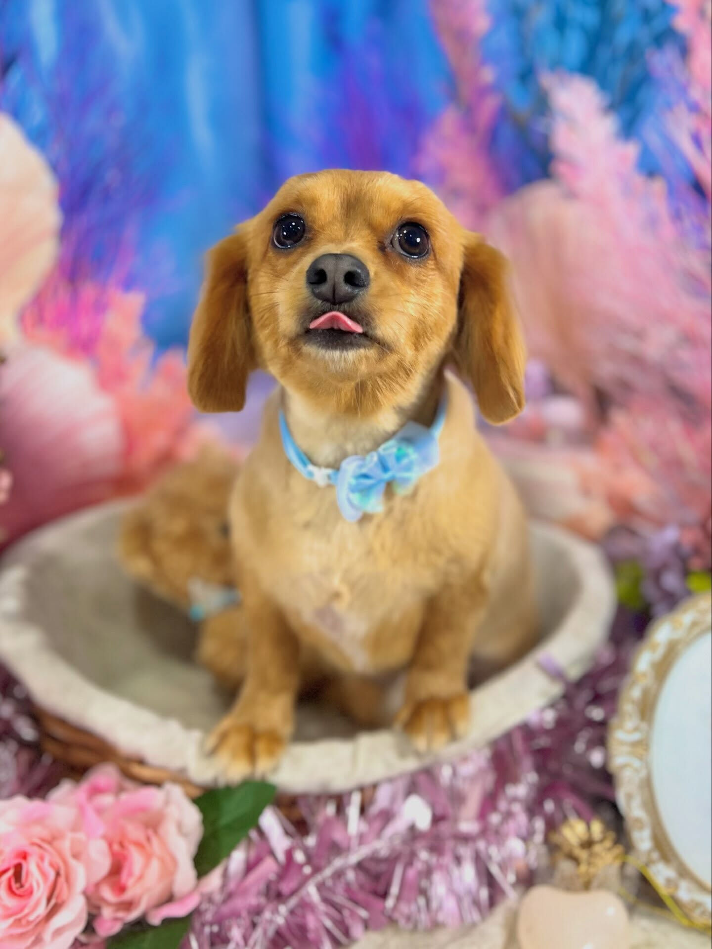 来店いただいた、チワックスのハントくんです🐶✨