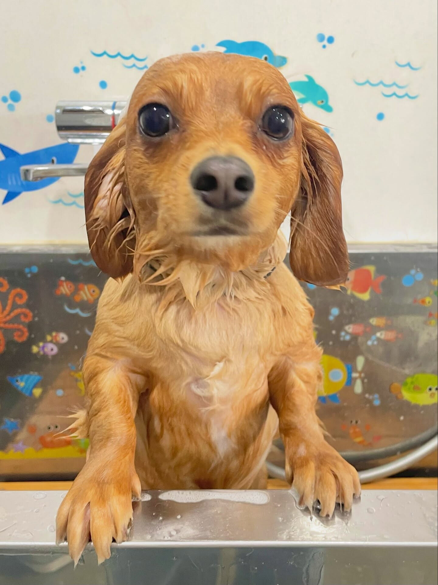来店いただいた、チワックスのハントくんです🐶✨