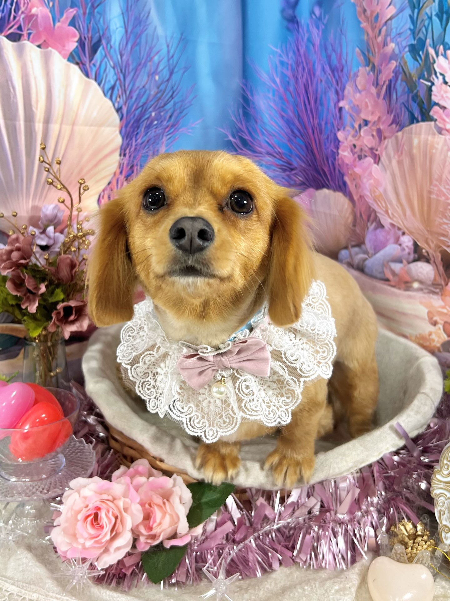 来店いただいた、チワックスのハントくんです🐶✨