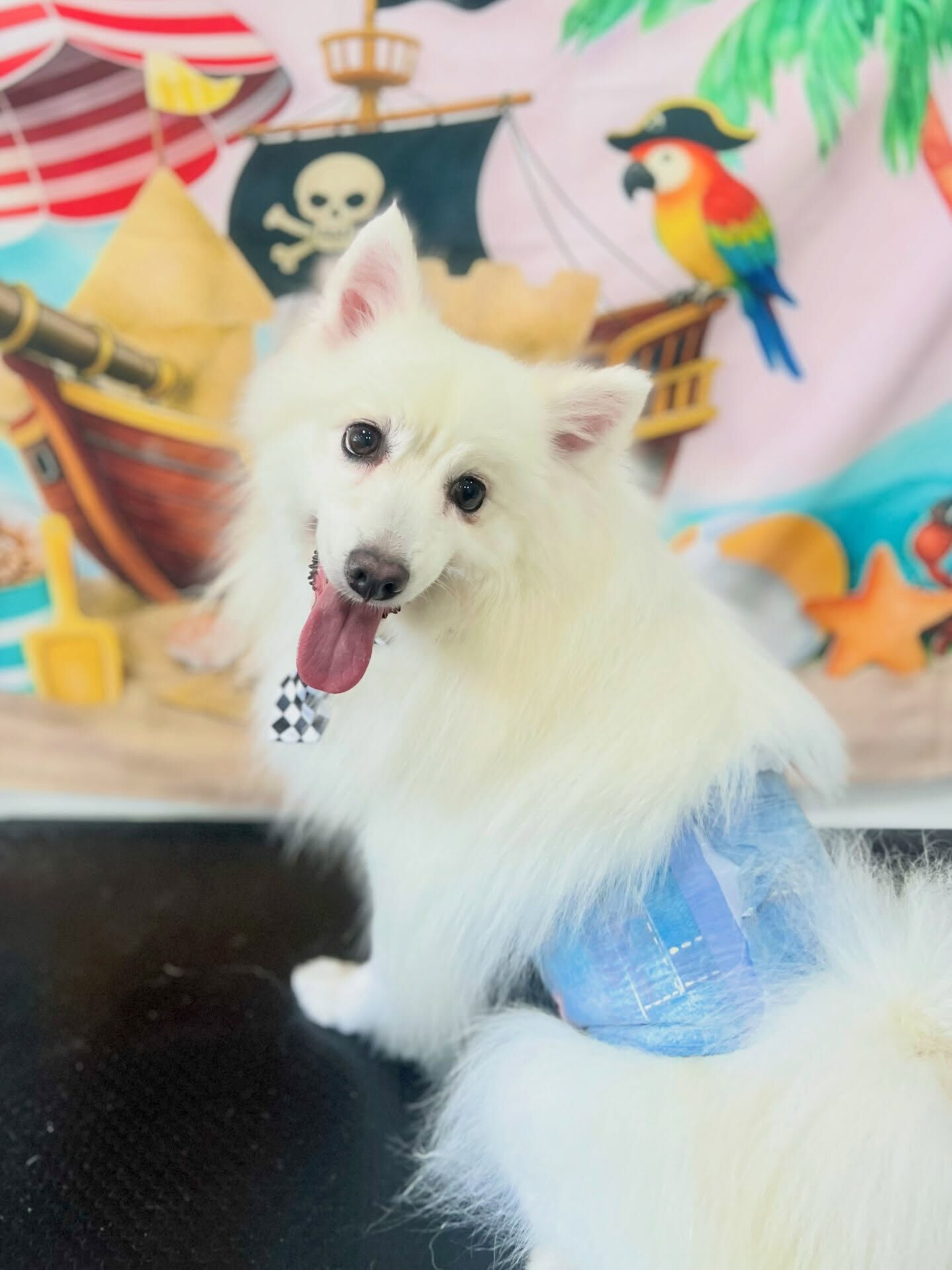 来店いただいた、スピッツのLULUくんです🐶✨