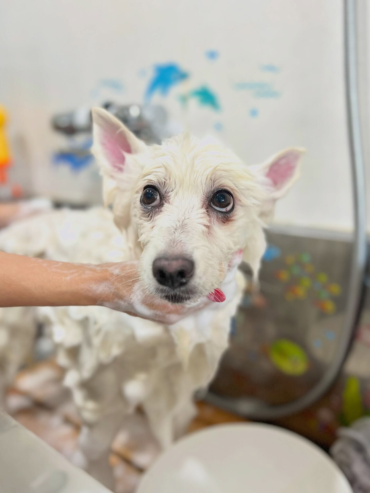 来店いただいた、スピッツのLULUくんです🐶✨