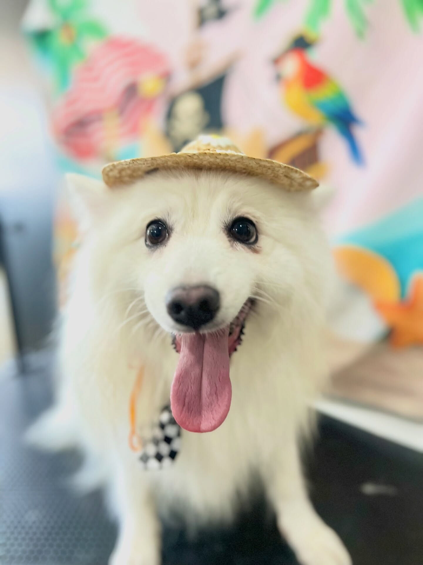来店いただいた、スピッツのLULUくんです🐶✨
