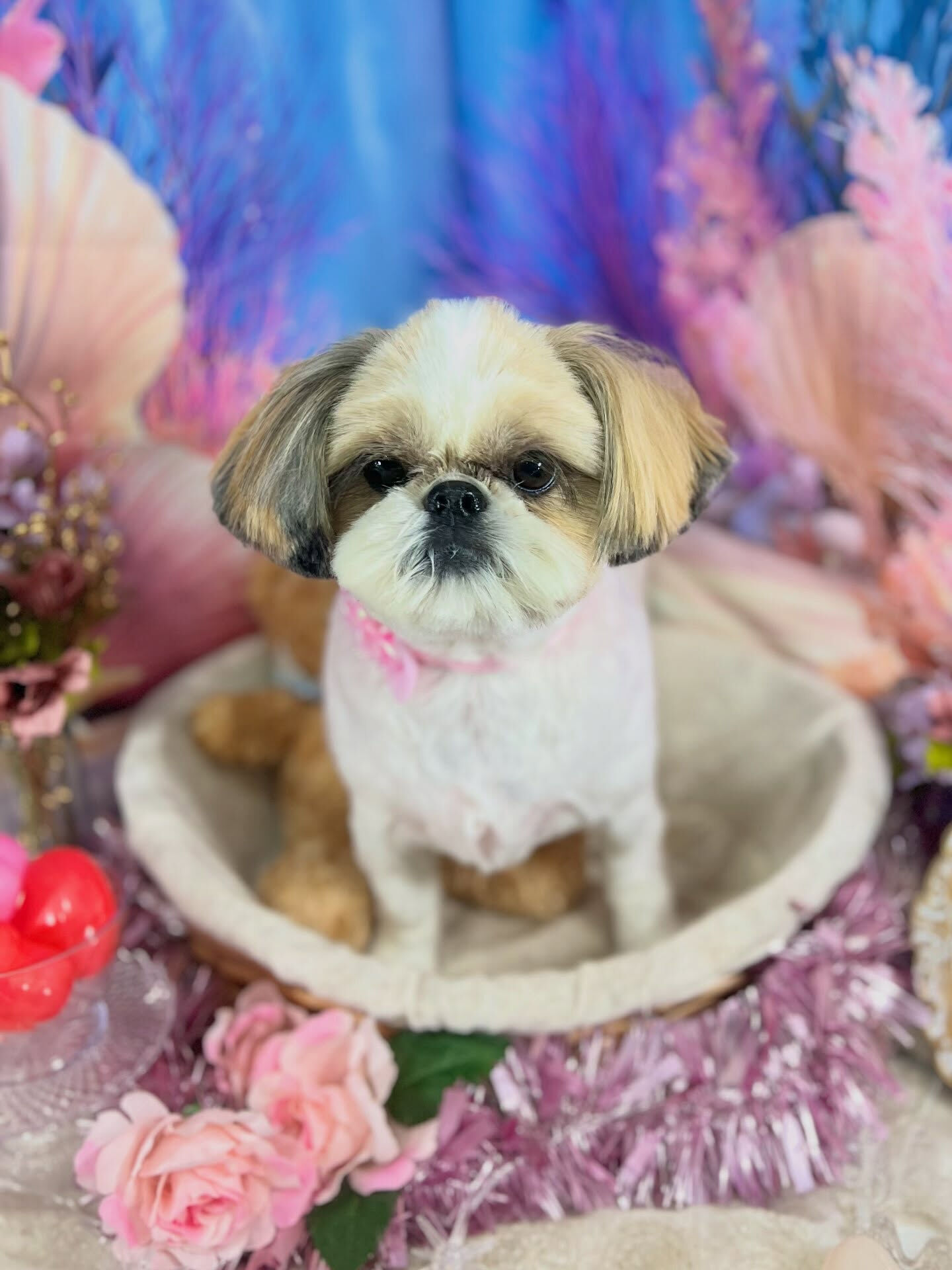 来店いただいた、シーズーのにこちゃんです🐶✨