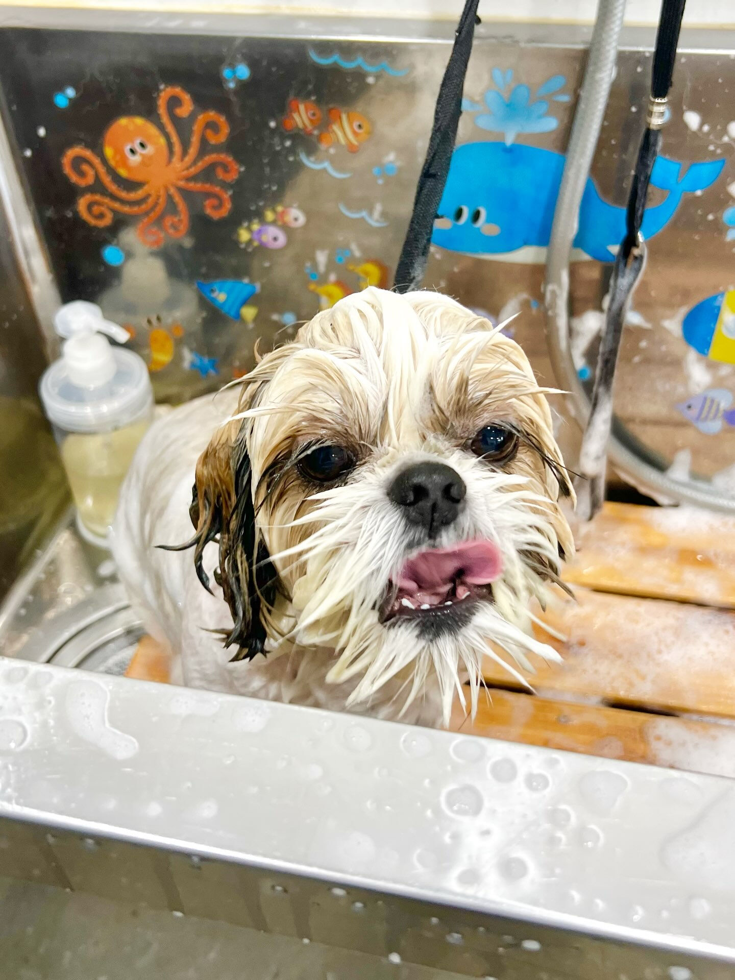 来店いただいた、シーズーのにこちゃんです🐶✨