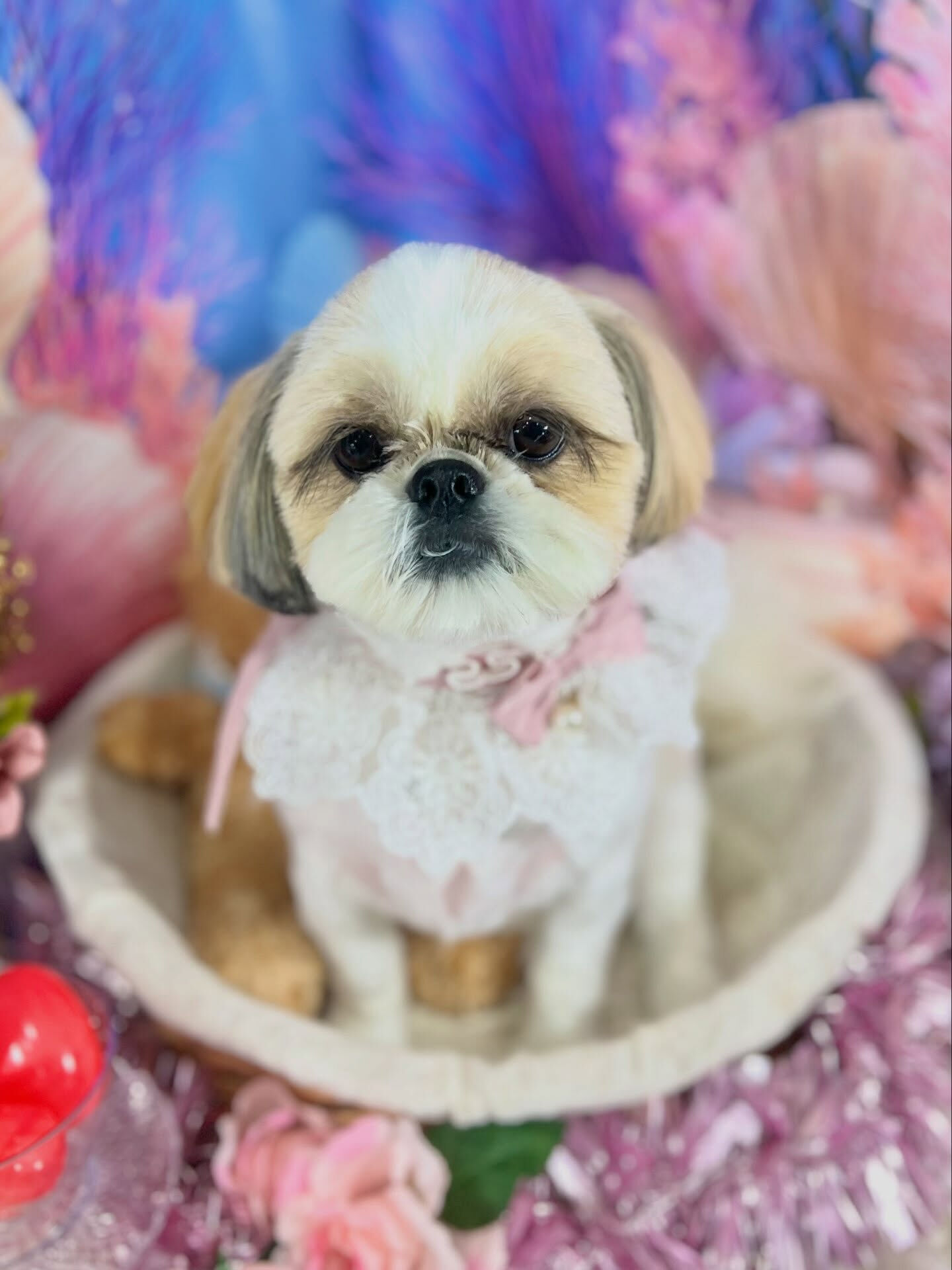 来店いただいた、シーズーのにこちゃんです🐶✨