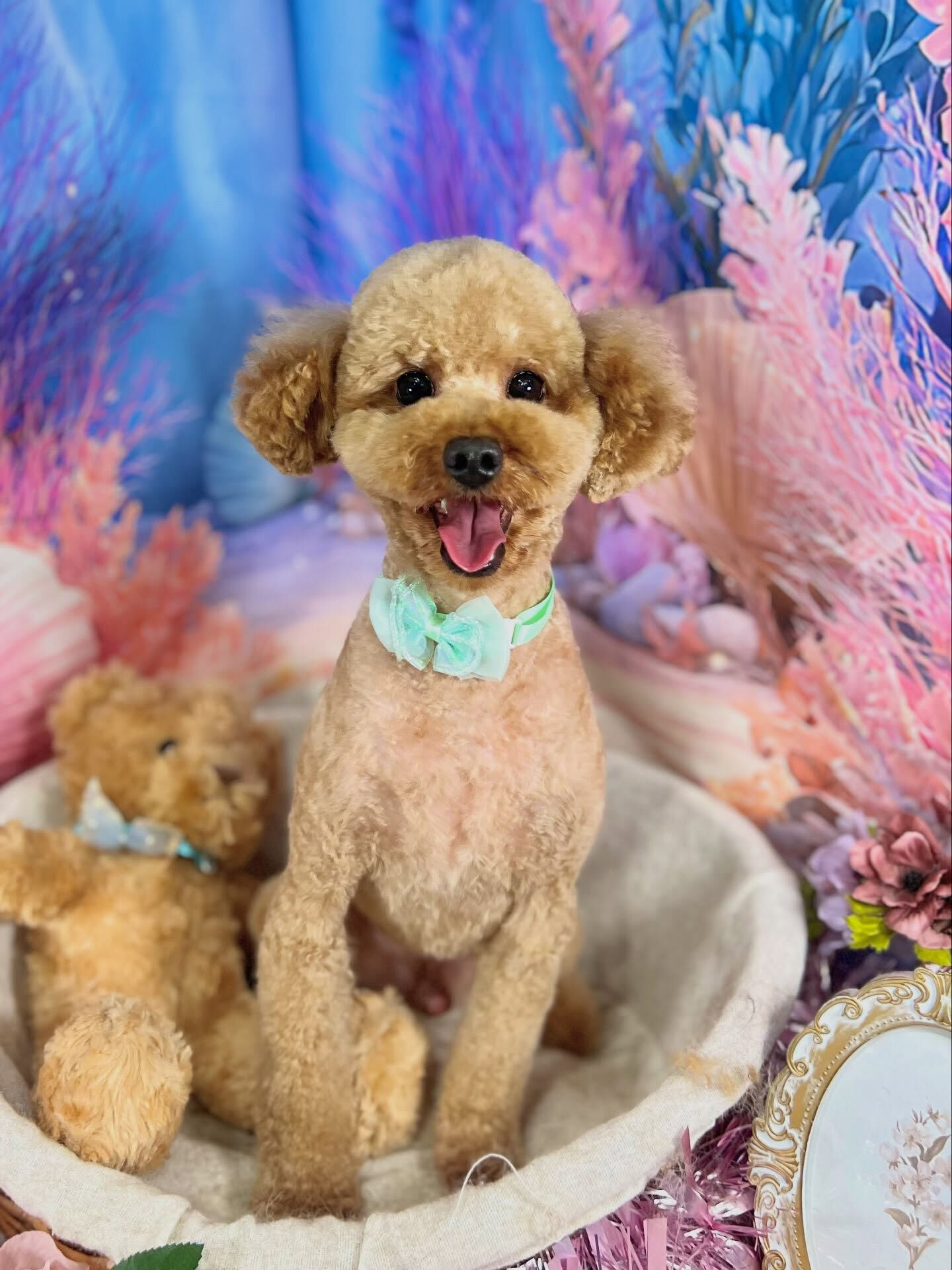来店いただいた、トイプーのまろんくんです🐶✨