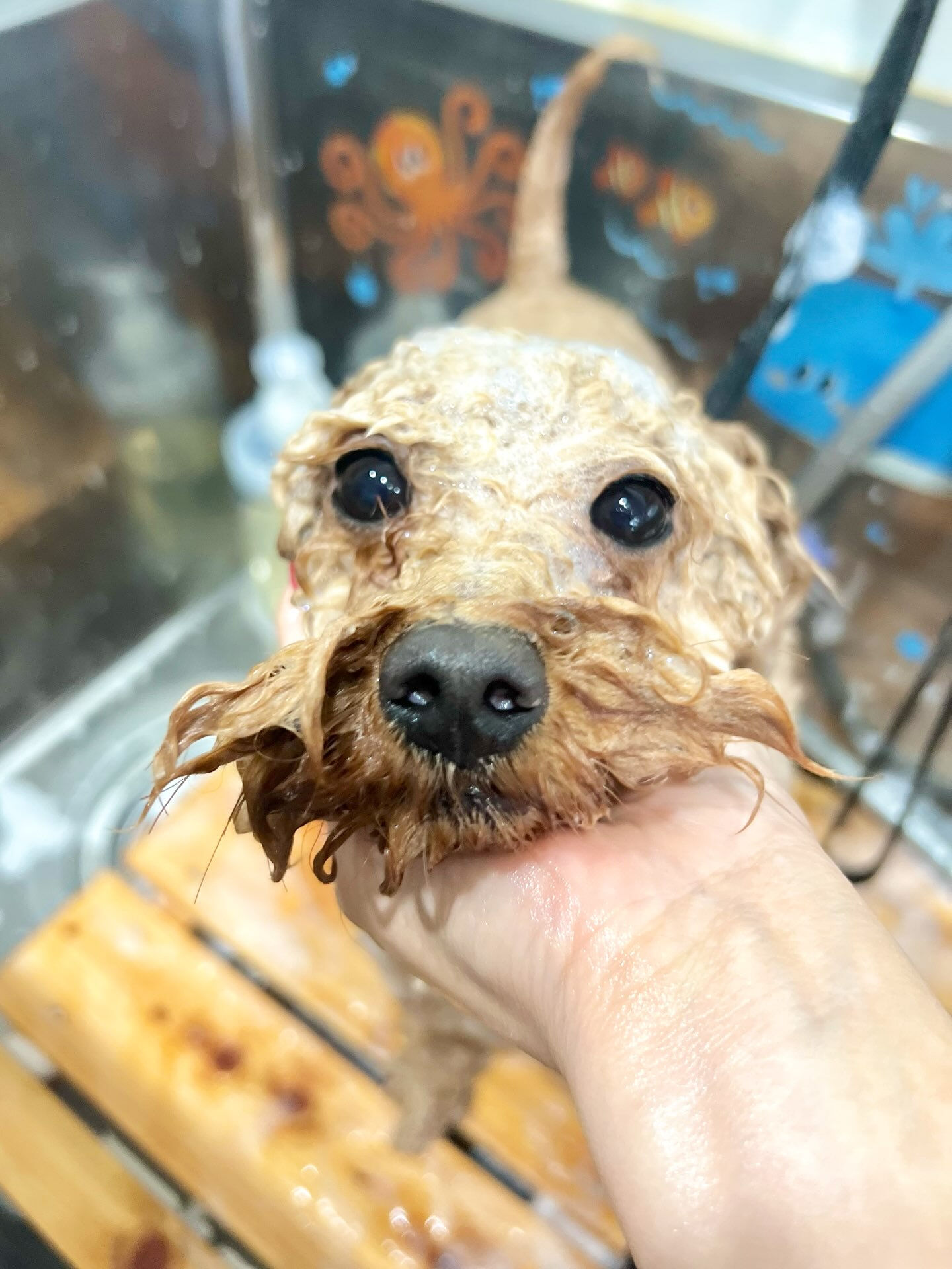 来店いただいた、トイプーのまろんくんです🐶✨