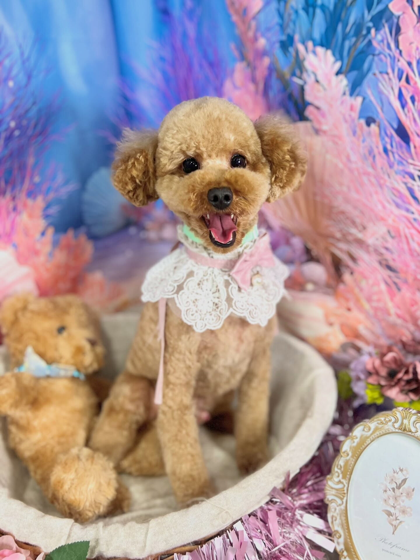 来店いただいた、トイプーのまろんくんです🐶✨
