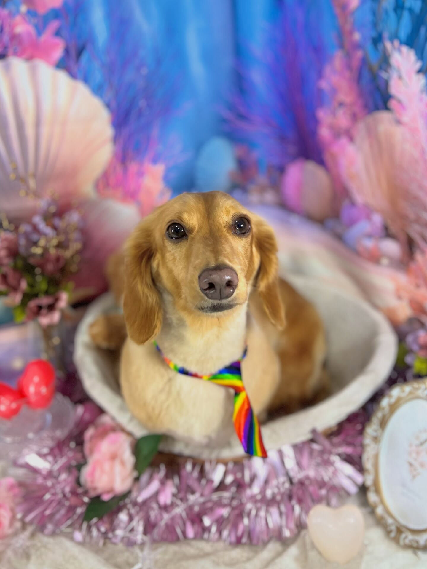 来店いただいた、ダックスのクリくんです🐶✨