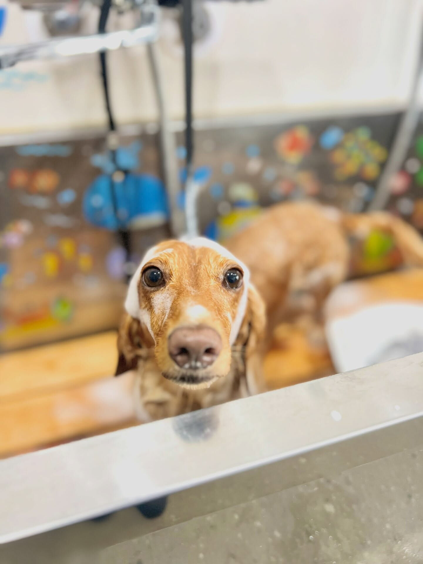 来店いただいた、ダックスのクリくんです🐶✨