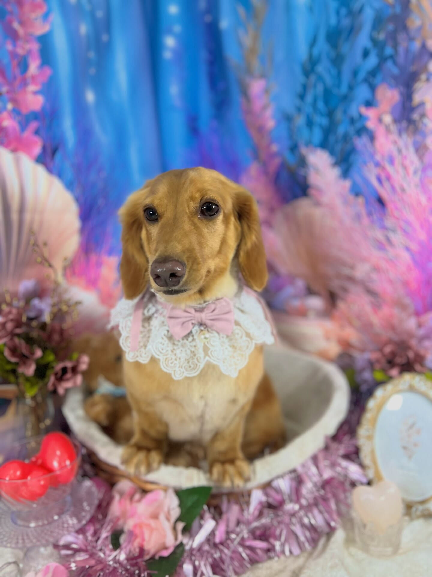 来店いただいた、ダックスのクリくんです🐶✨