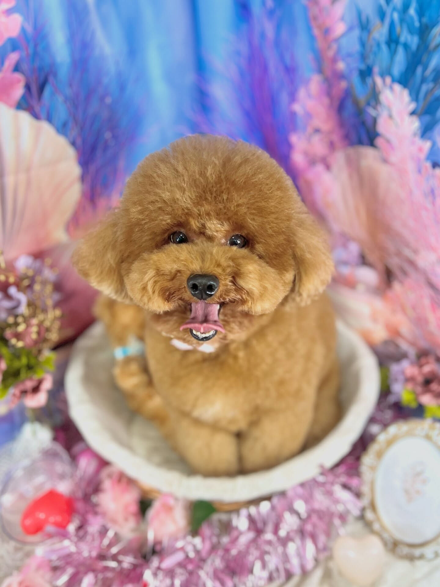 来店いただいた、プードルのマロンくんです🐶✨