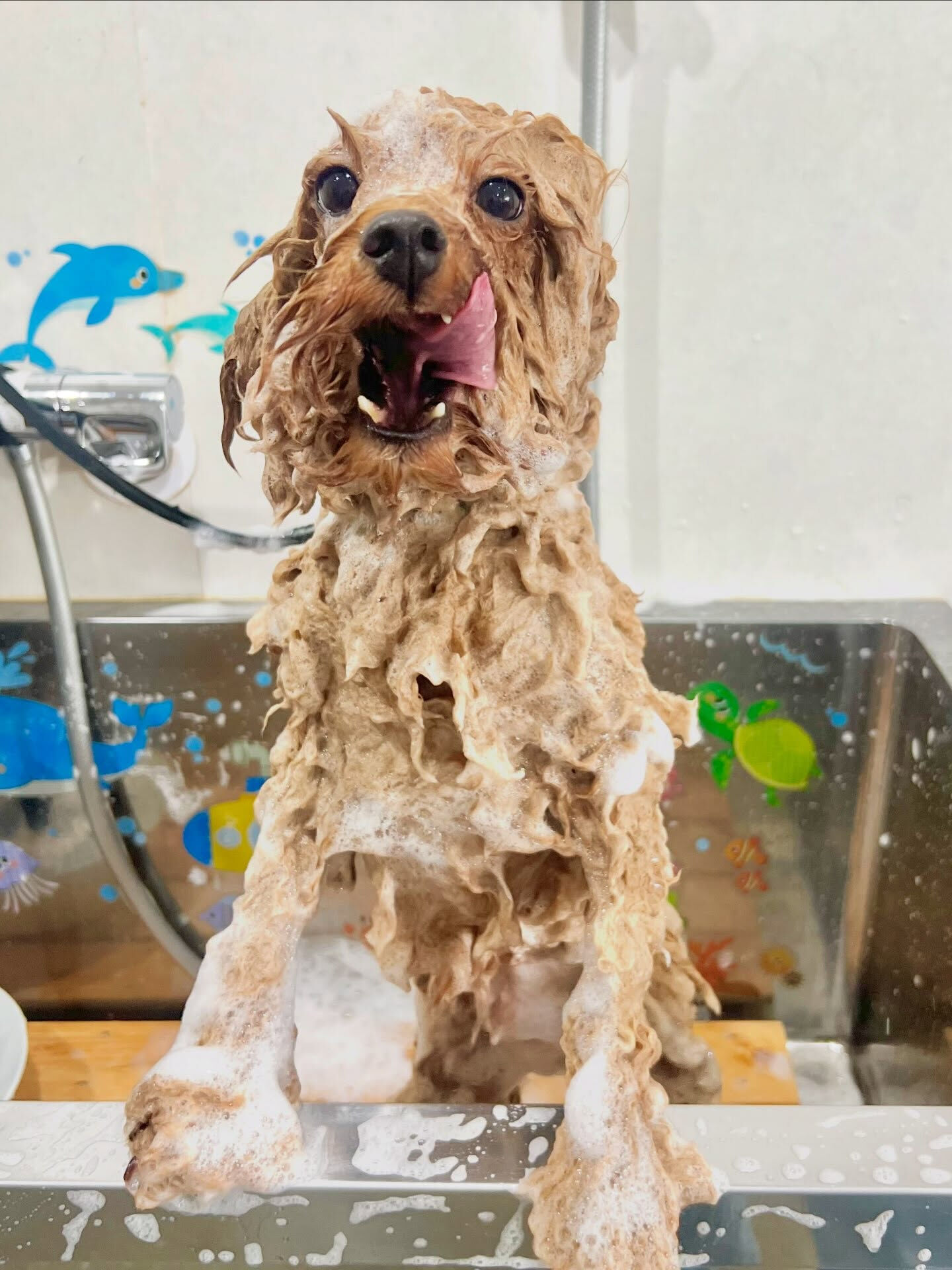 来店いただいた、プードルのマロンくんです🐶✨