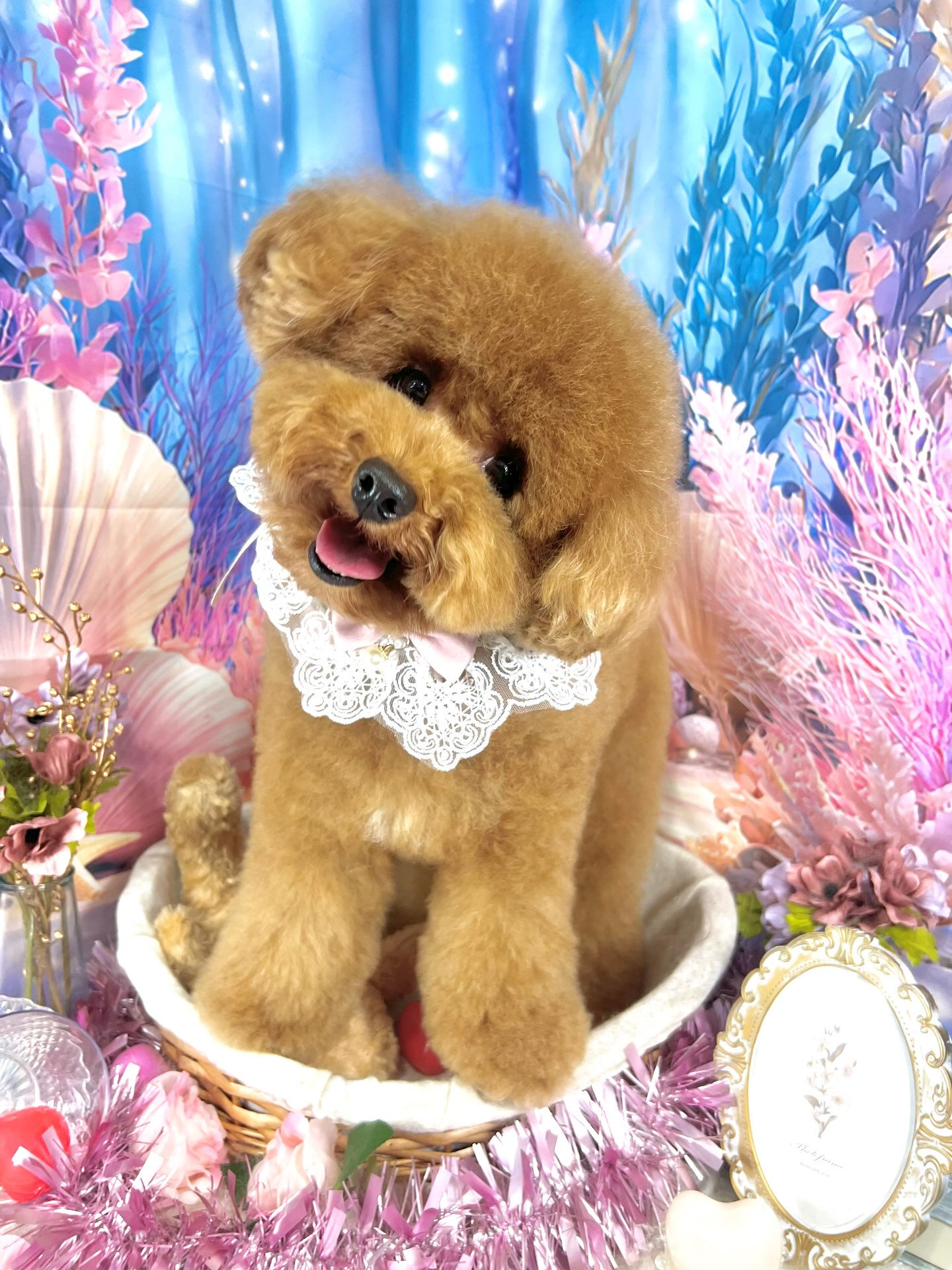 来店いただいた、プードルのマロンくんです🐶✨