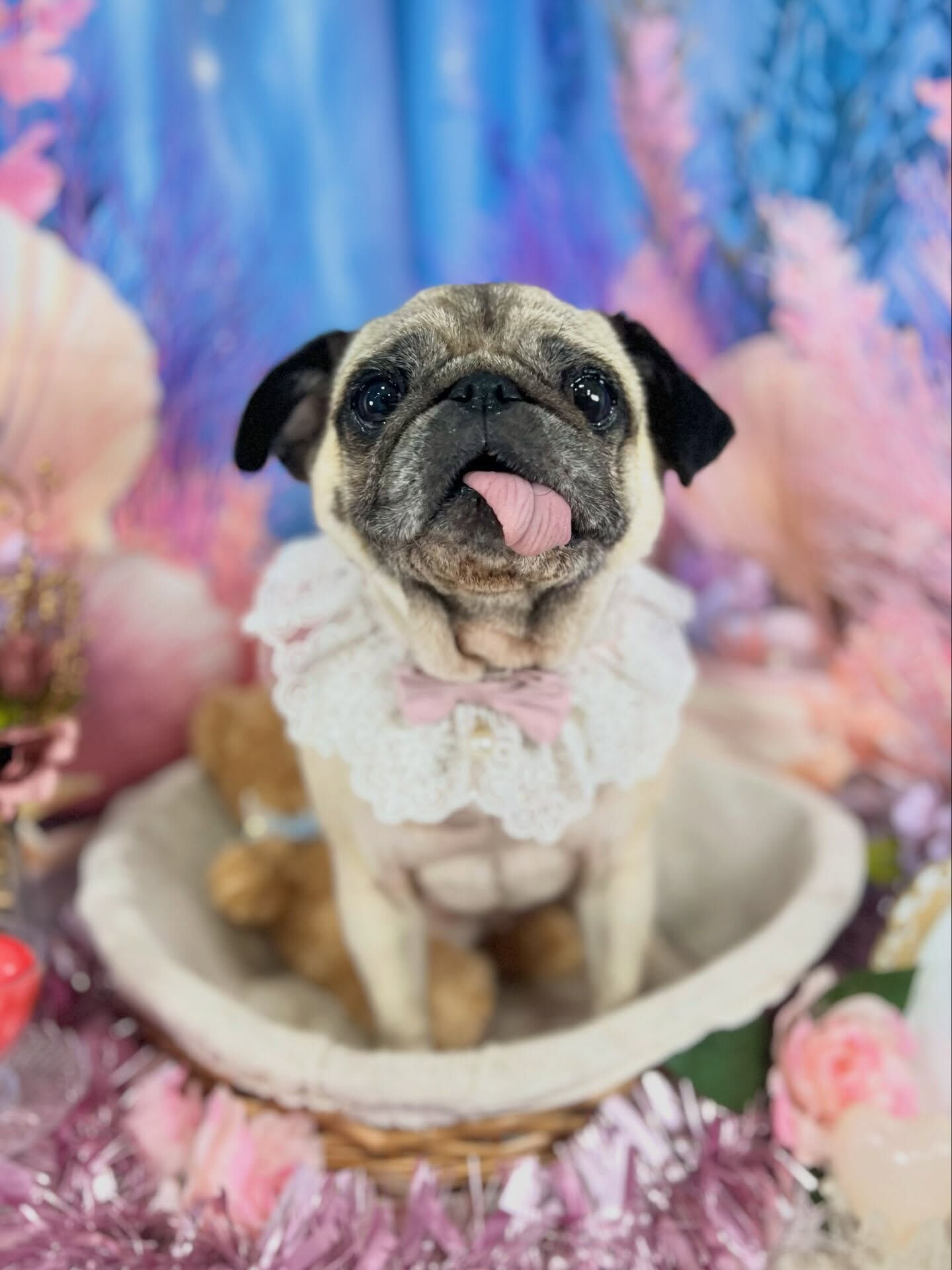 来店いただいた、パグのおとちゃんです🐶✨