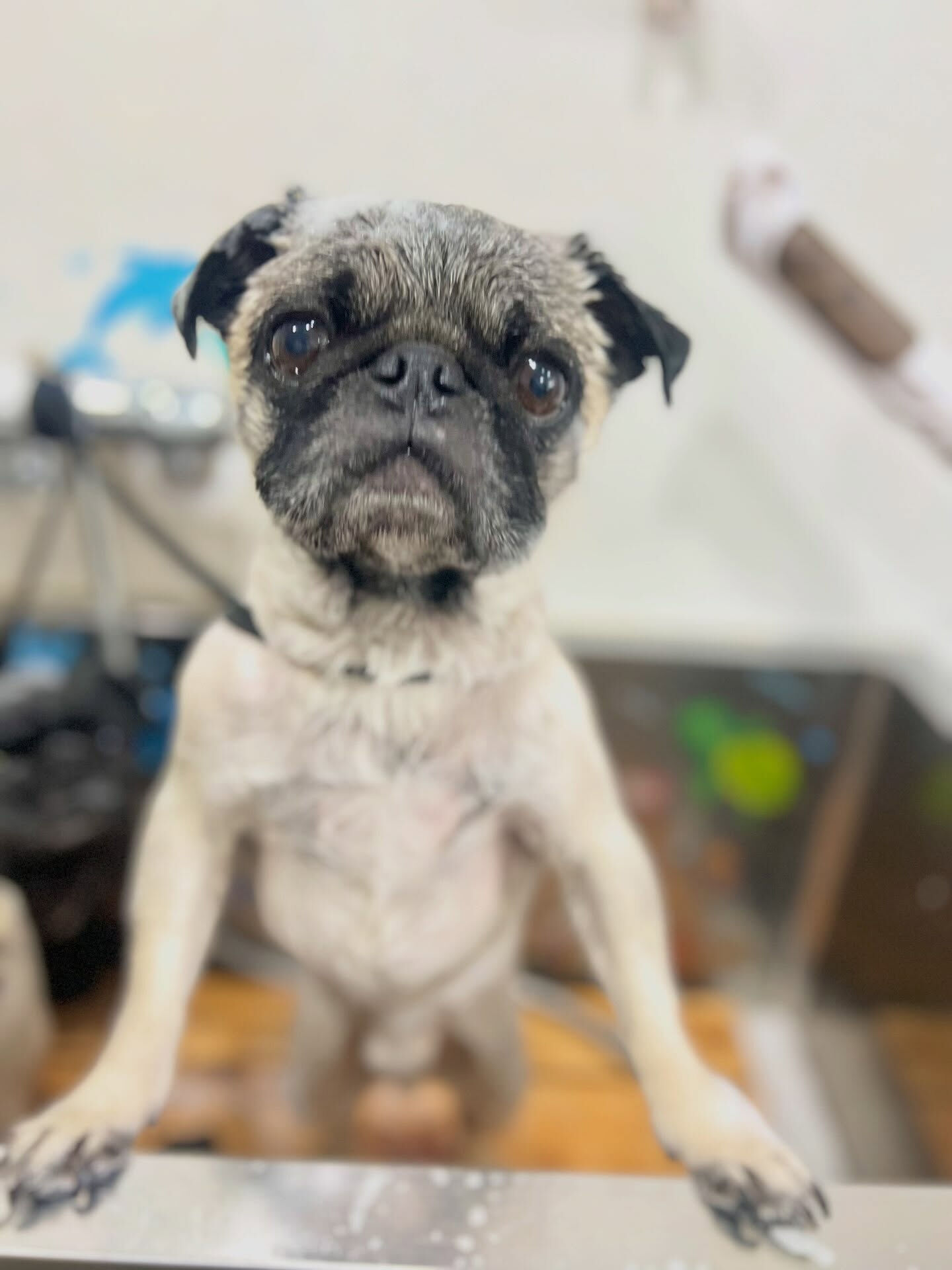 来店いただいた、パグのいぃとくんです🐶✨