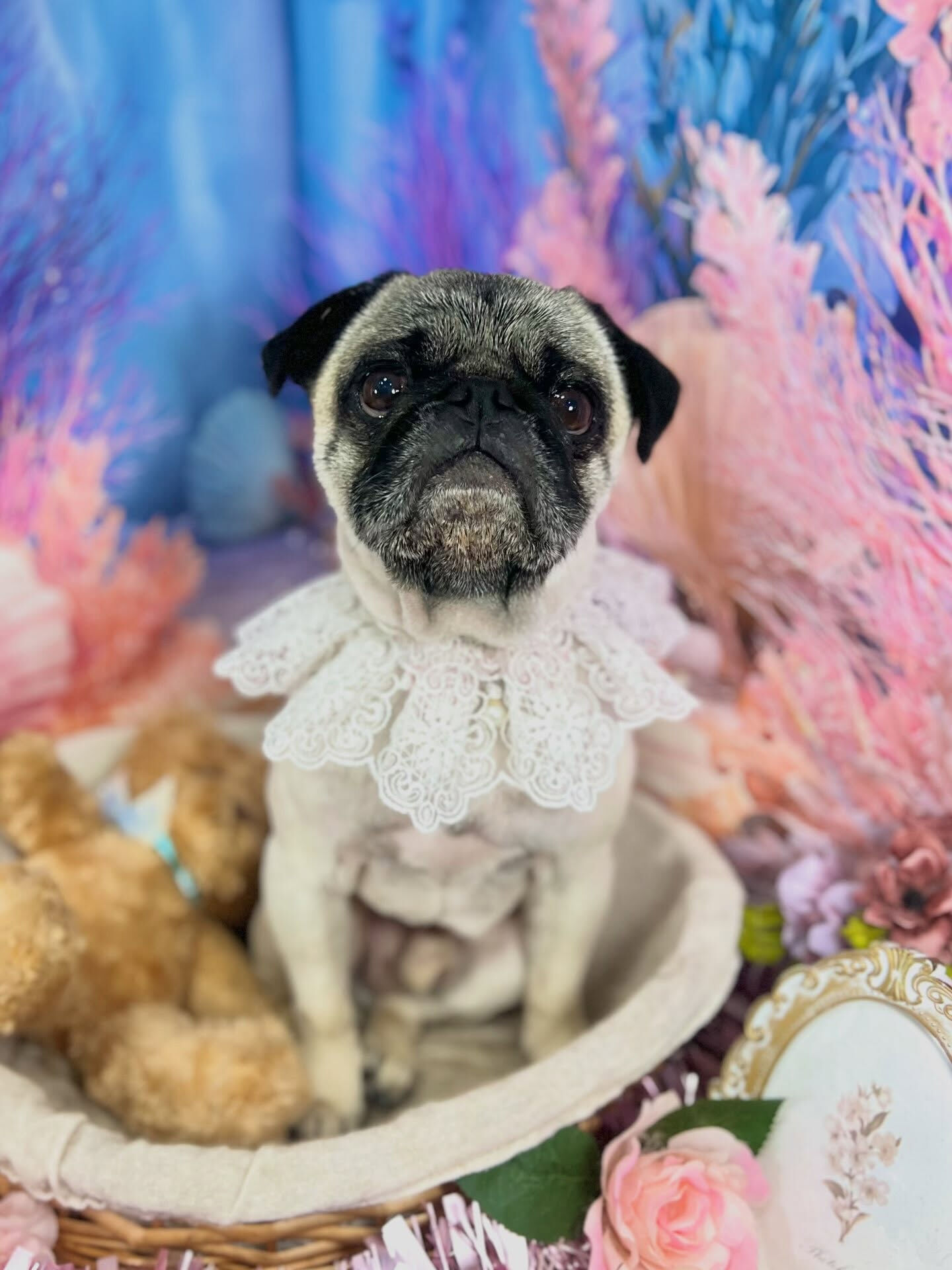 来店いただいた、パグのいぃとくんです🐶✨