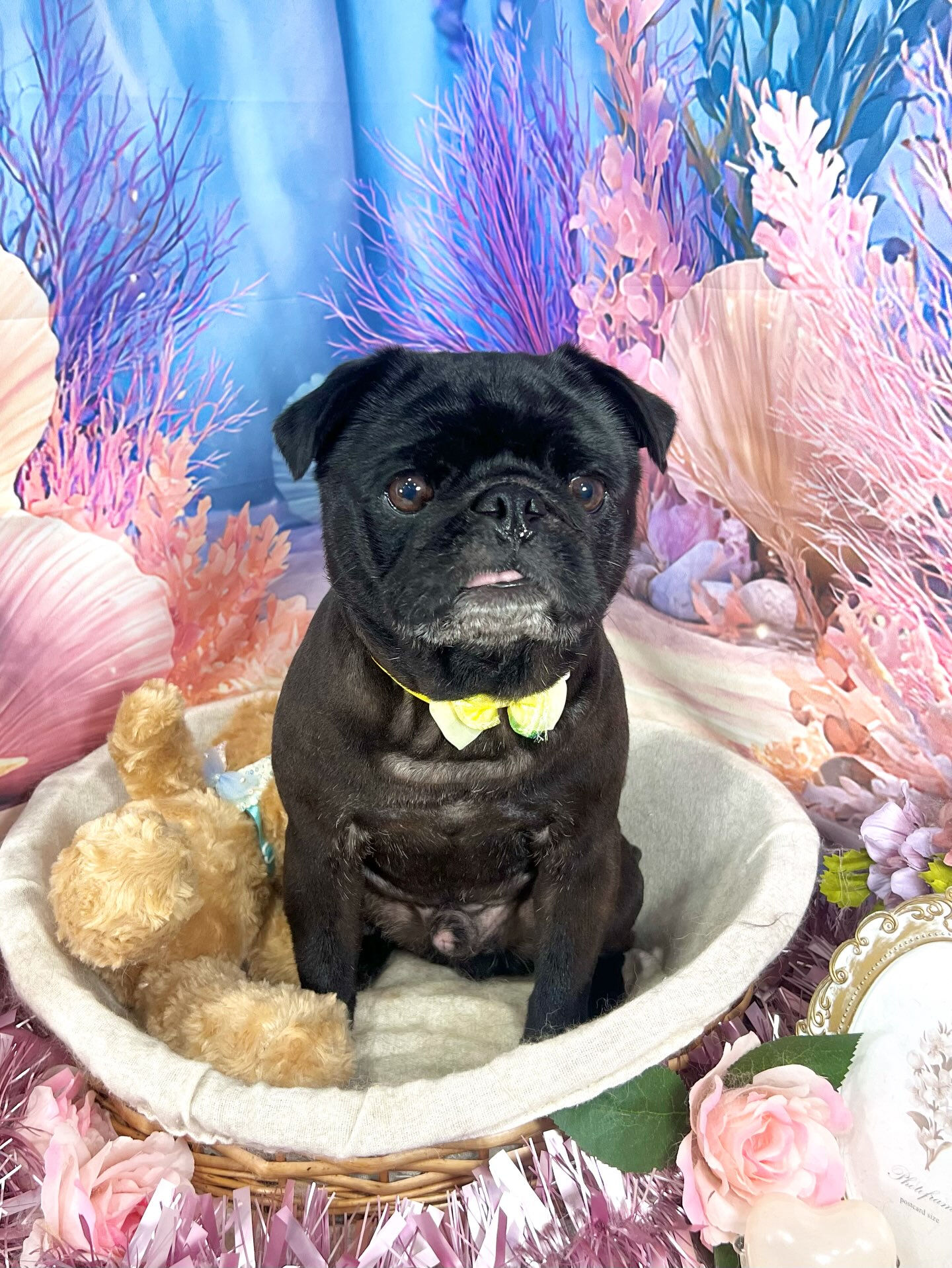 来店いただいた、パグのりとくんです🐶✨