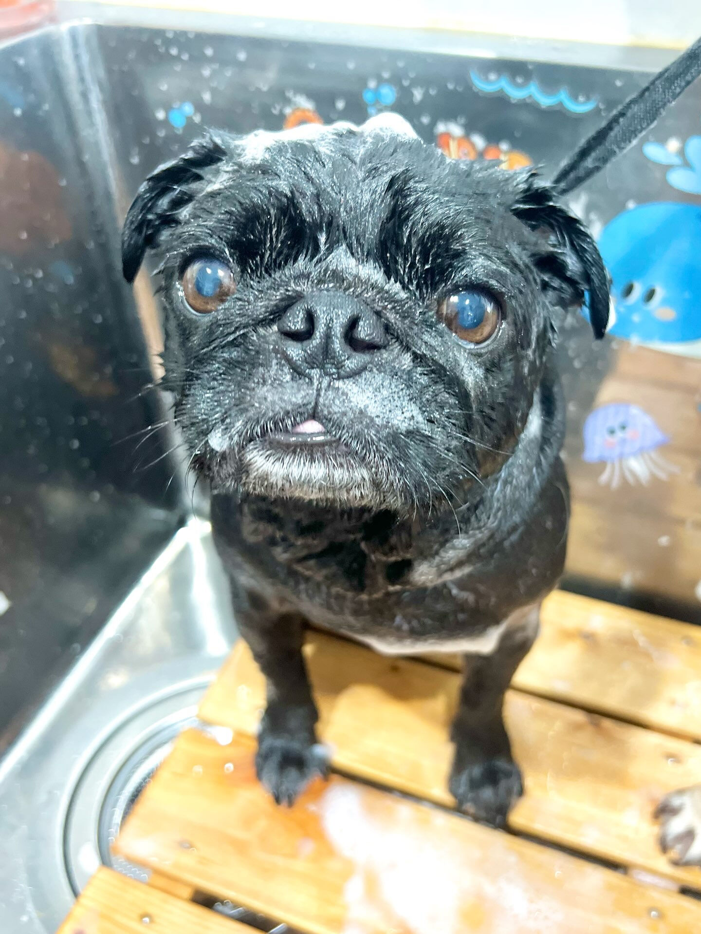 来店いただいた、パグのりとくんです🐶✨