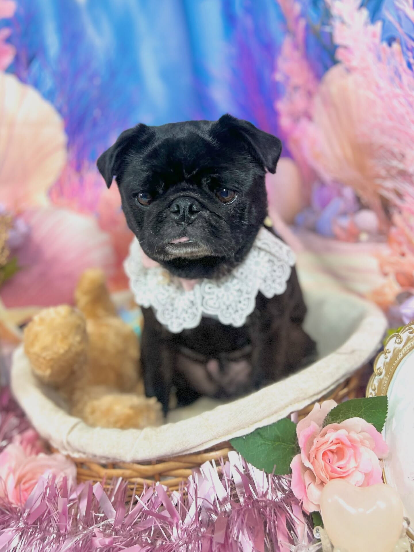 来店いただいた、パグのりとくんです🐶✨