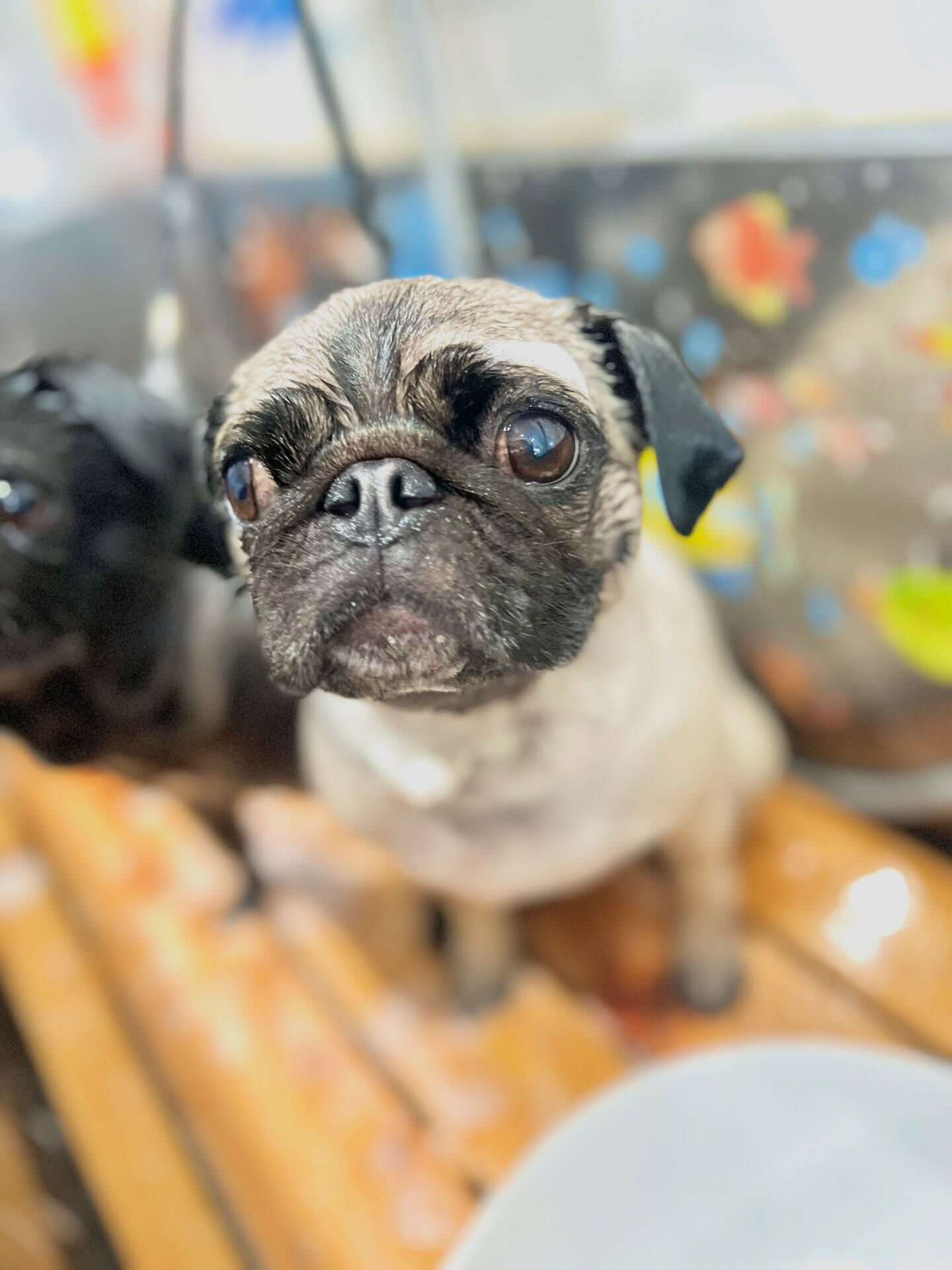来店いただいた、パグのけいとちゃんです🐶✨