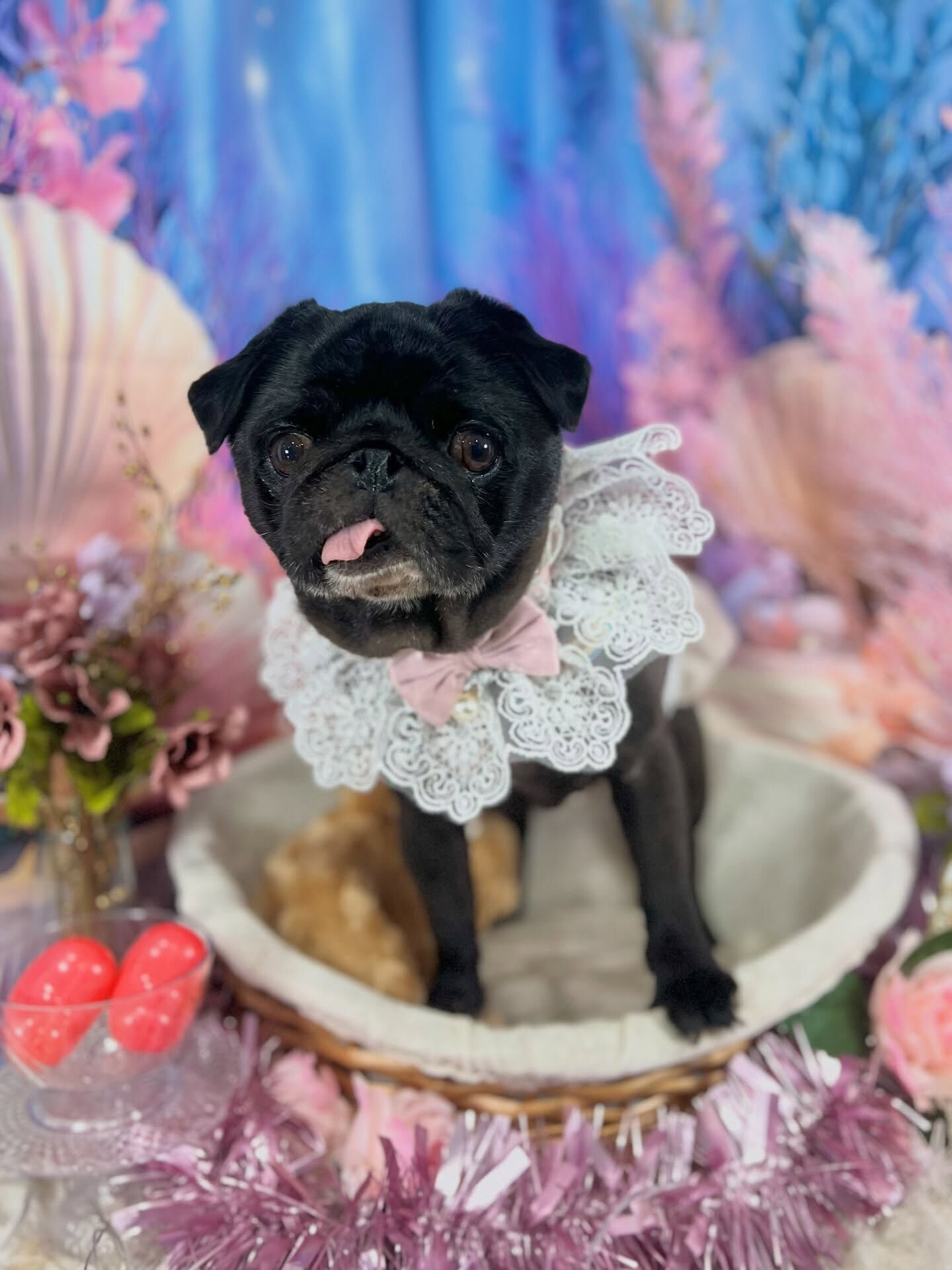 来店いただいた、パグのみぃとちゃんです🐶✨