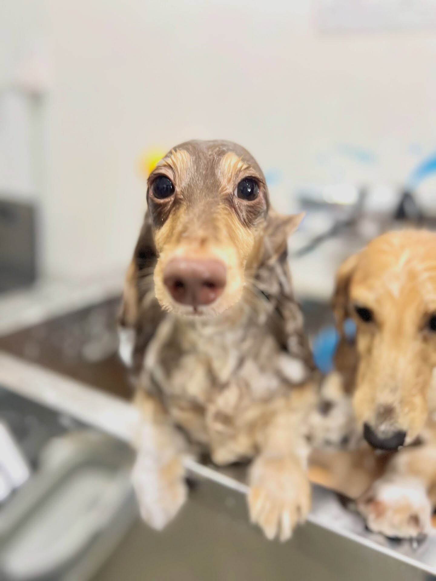 来店いただいた、ダックスの勝くんです🐶✨