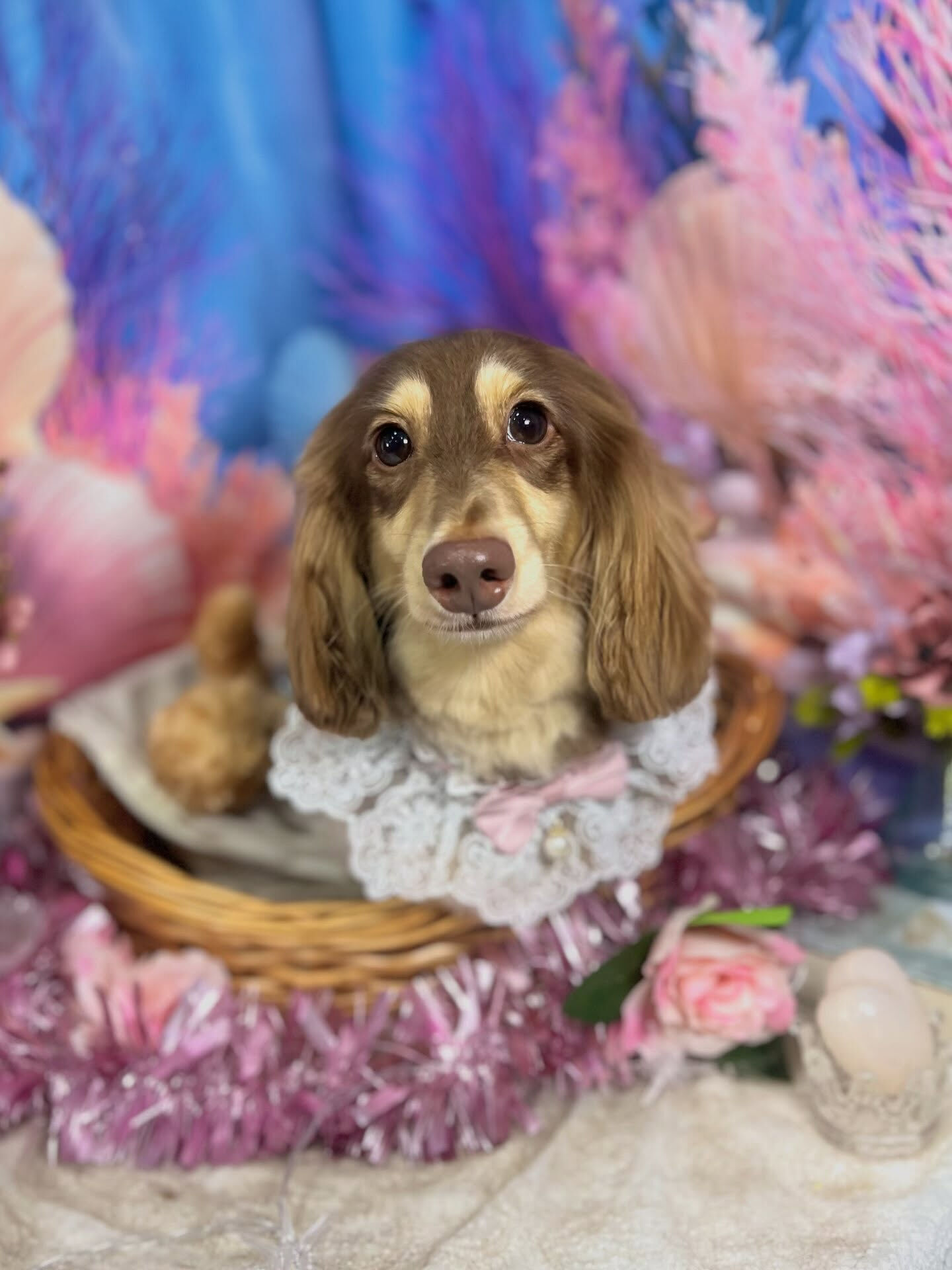 来店いただいた、ダックスの勝くんです🐶✨